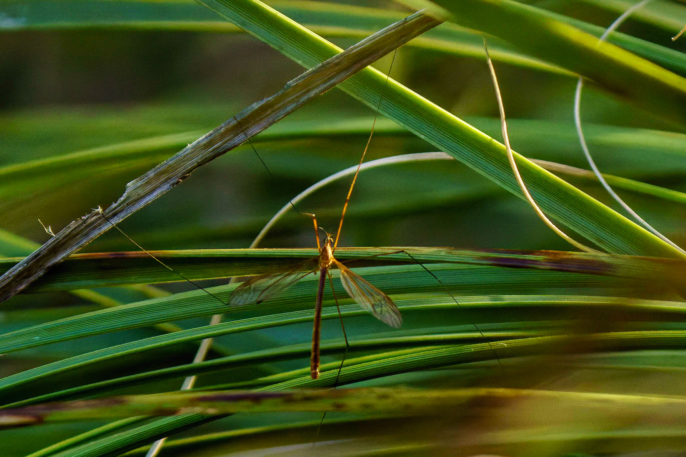 Cranefly, Tipula submaculata