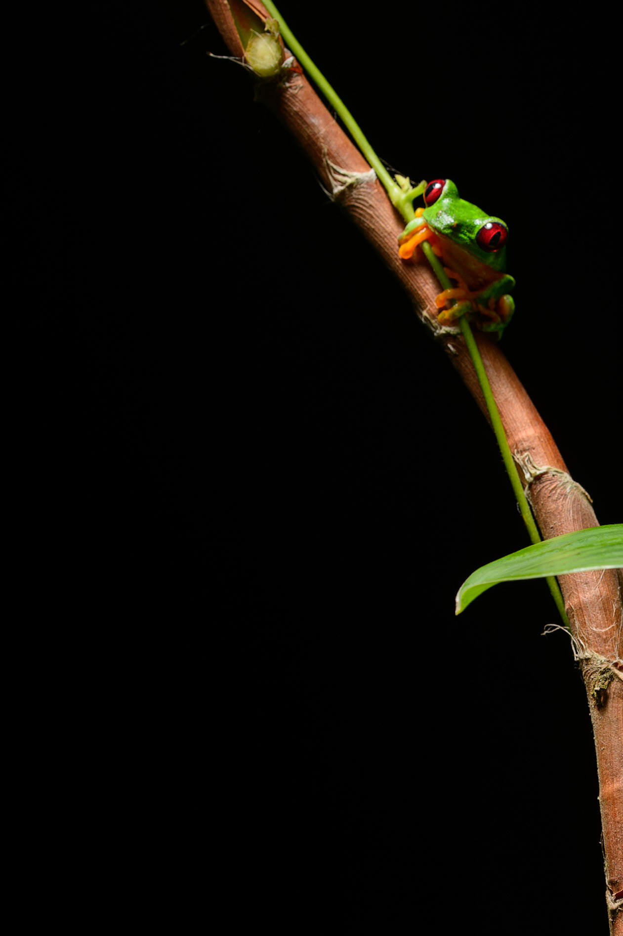 Red-eyed-Tree Frog, Agalychnis callidryas