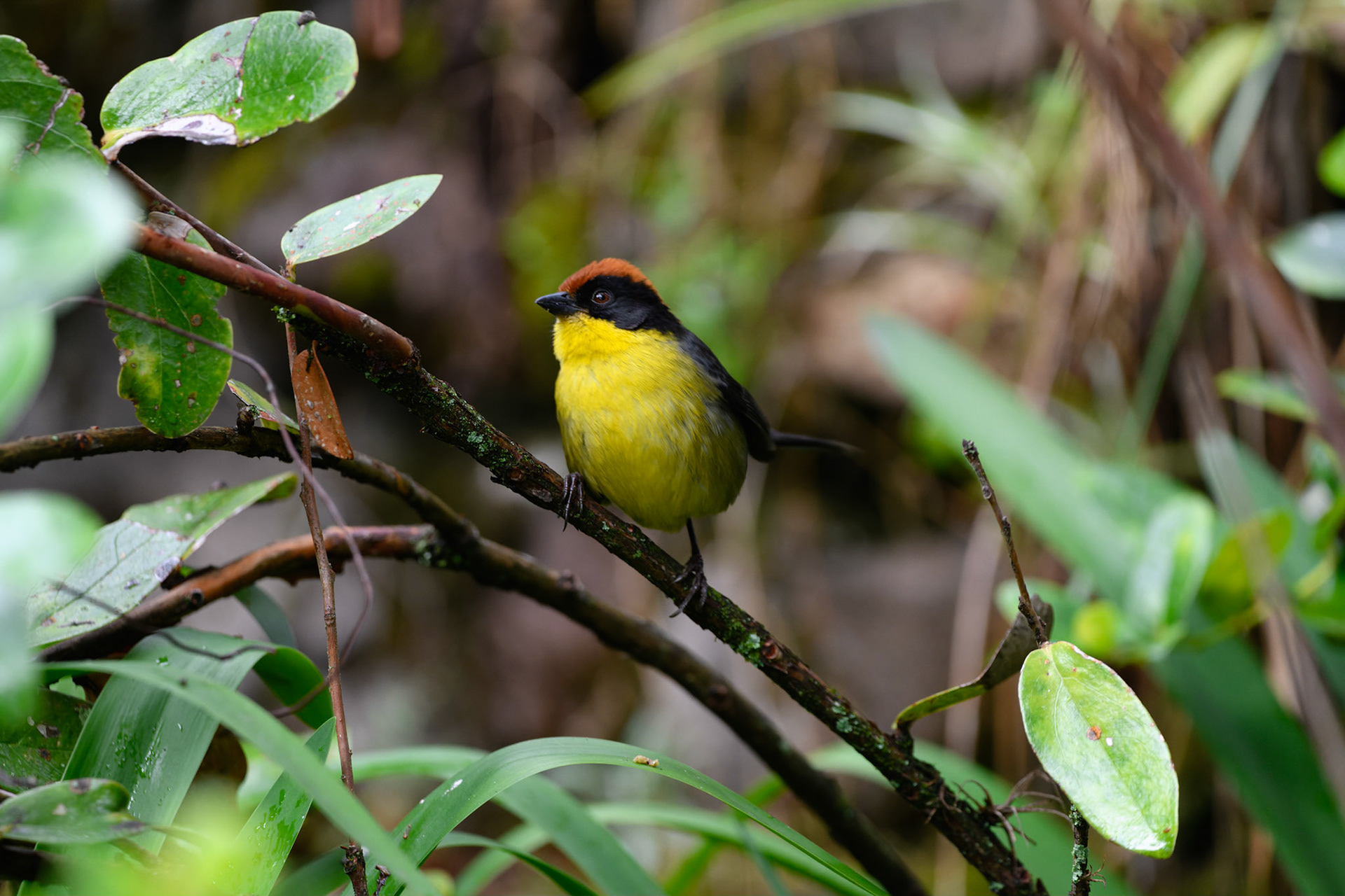 Yellow-breasted Brushfinch, Atlapetes latinuchus