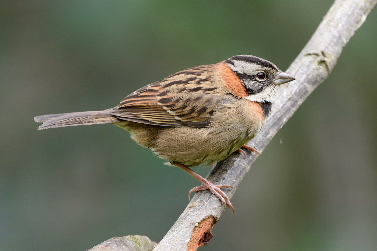 Rufous-collared Sparrow Zonotrichia capensis