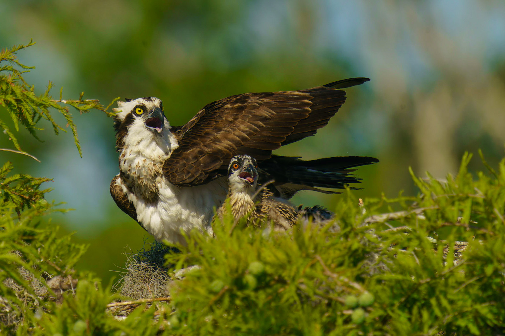 Osprey, Pandion haliaetus