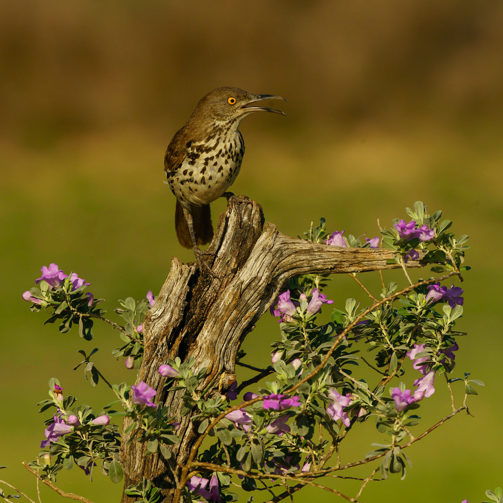 Long-billed Thrasher, Toxostoma longirostre