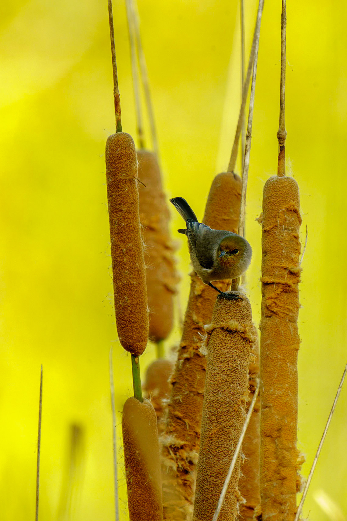 Verdin, Auriparus flaviceps