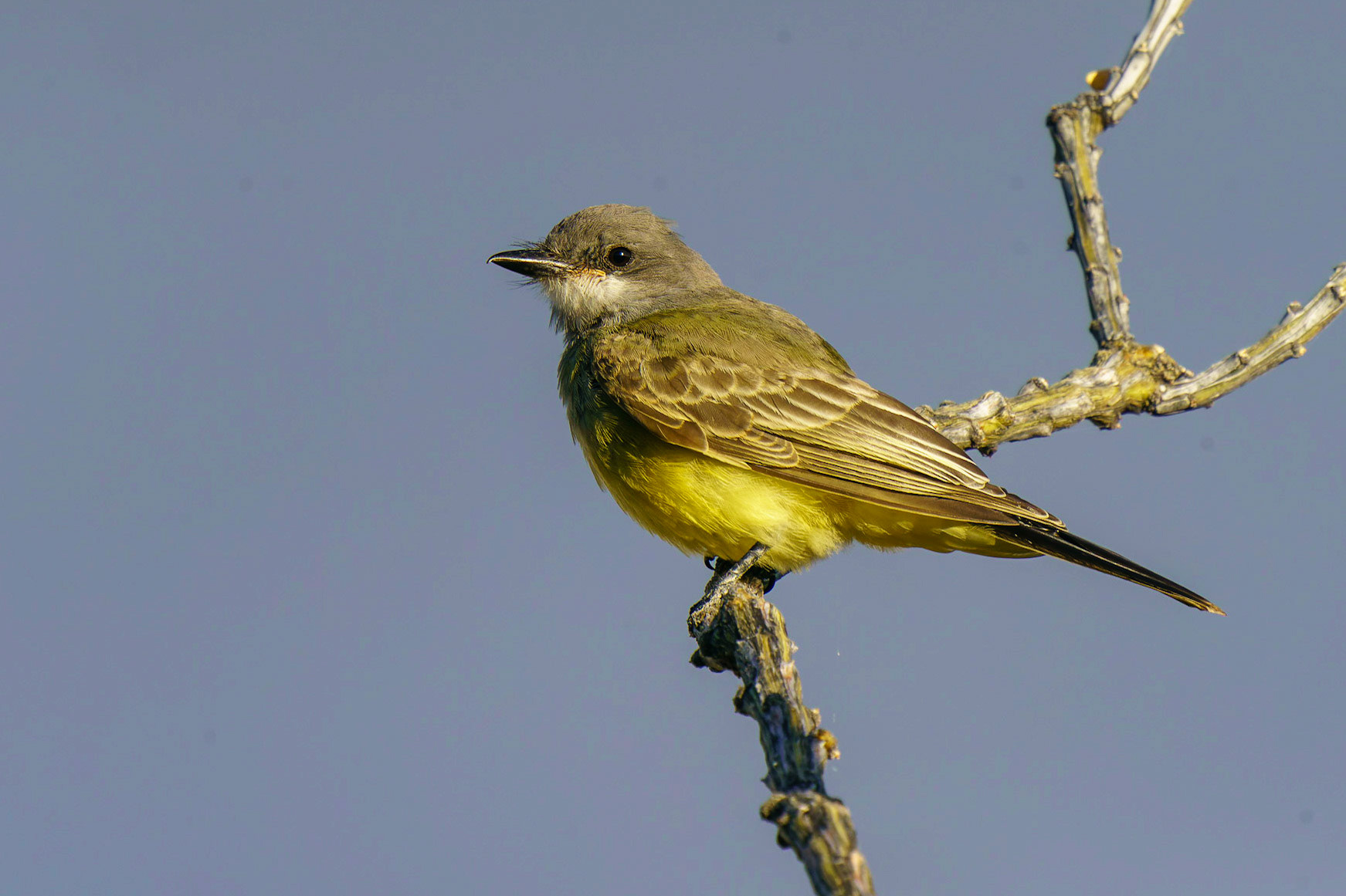 Cassin's Kingbird, Tyrannus vociferans