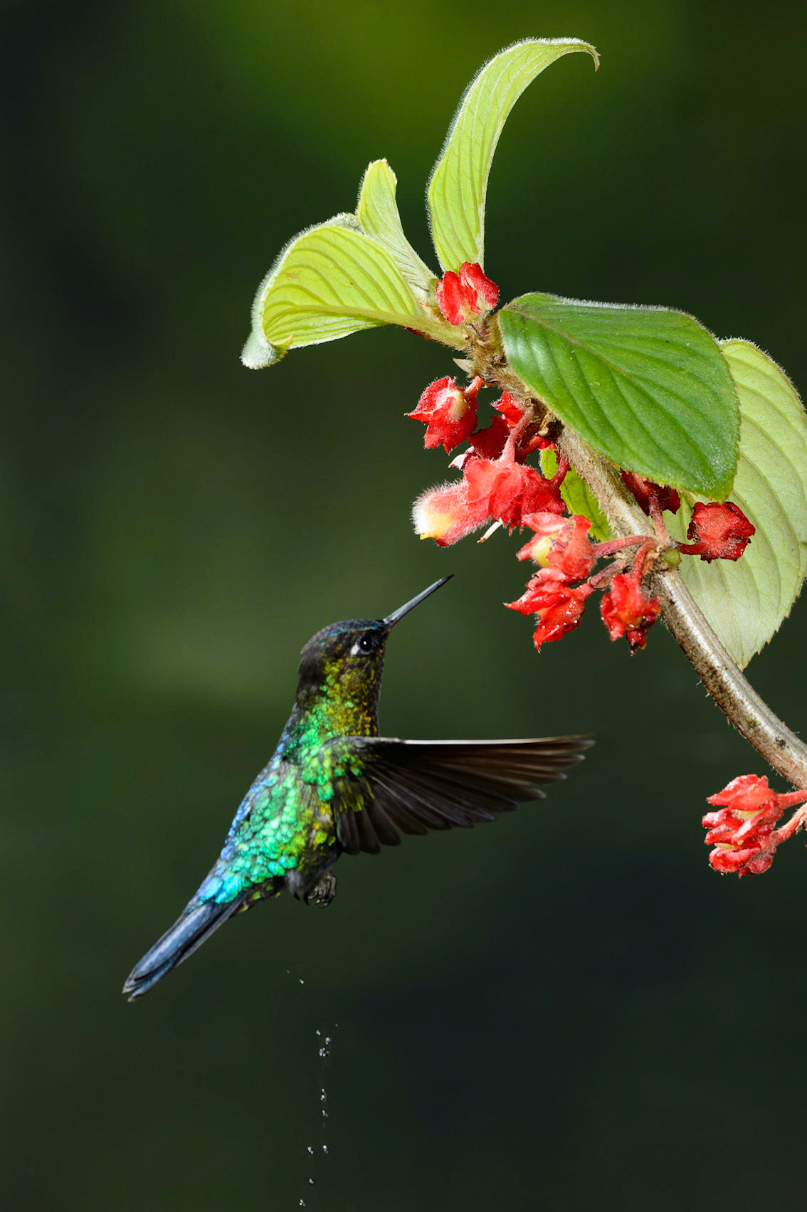 Fiery-throated Hummingbird, Panterpe insignis. also Irazu Hummingbird