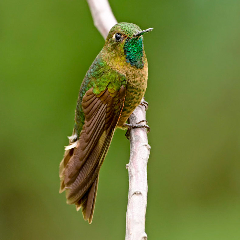 Tyrian Metaltail, Metallura tyrianthina