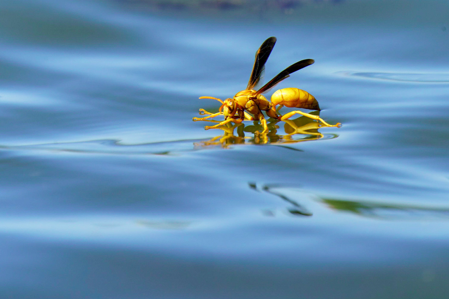 Yellow Paper Wasp, Polistes flavus