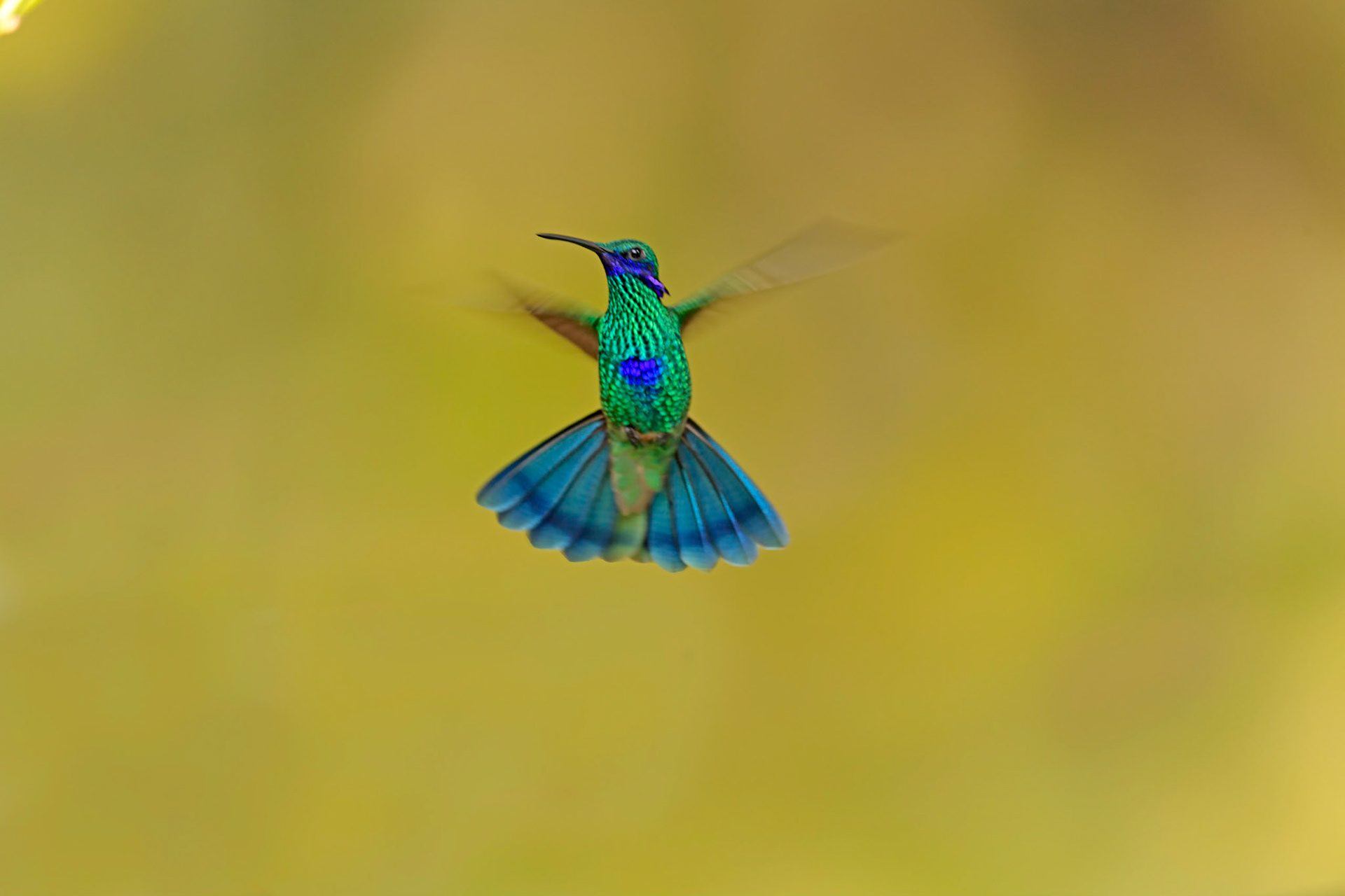 Sparkling Violetear, Colibri coruscans