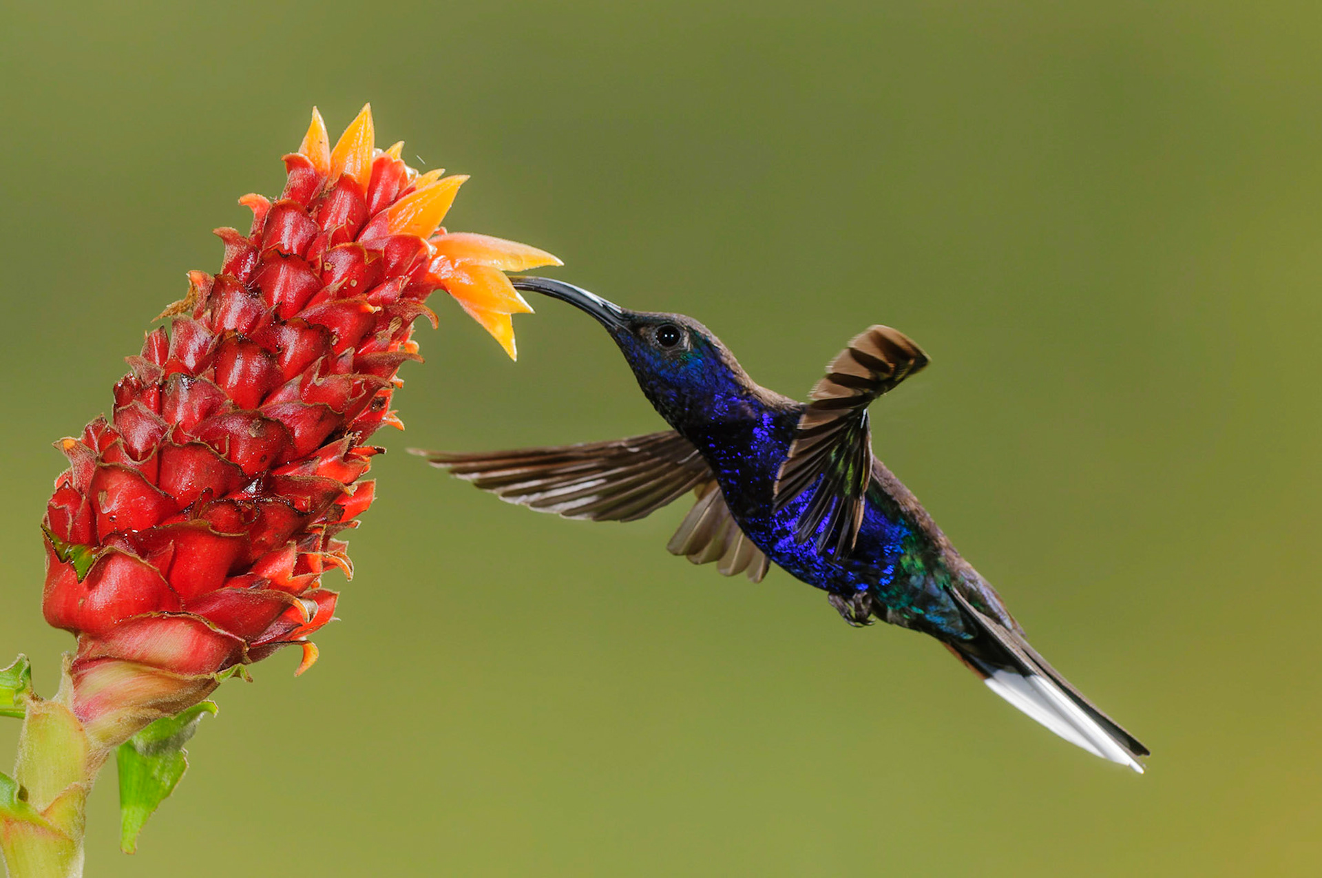 Violet Sabrewing, Campylopterus hemileucurus pollinating Costus montanus