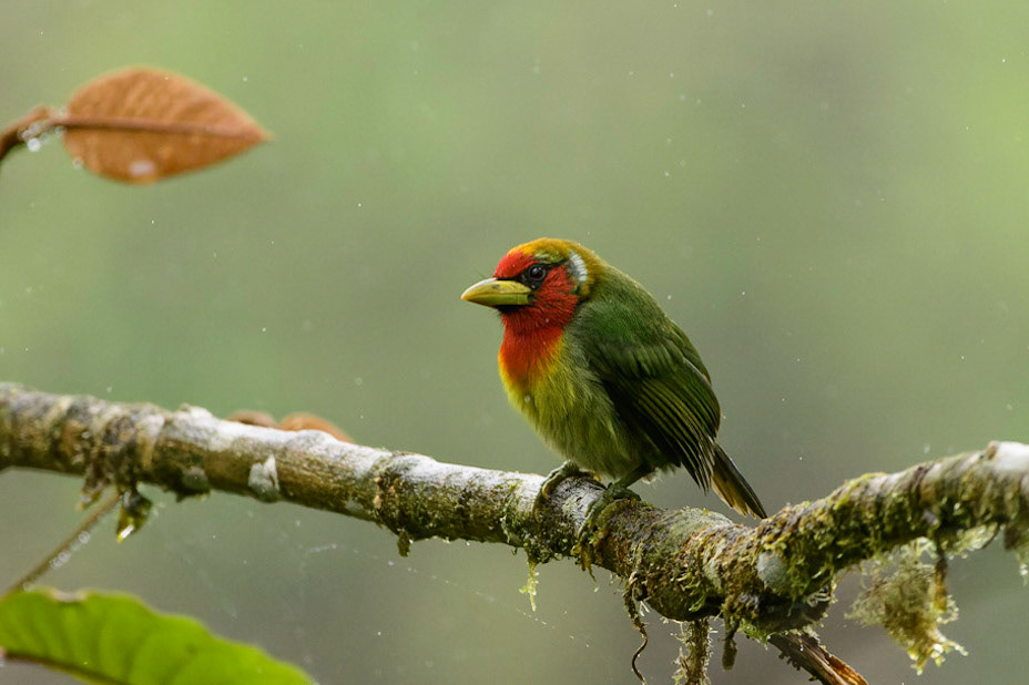 Red-headed Barbet, Eubucco bourcierii