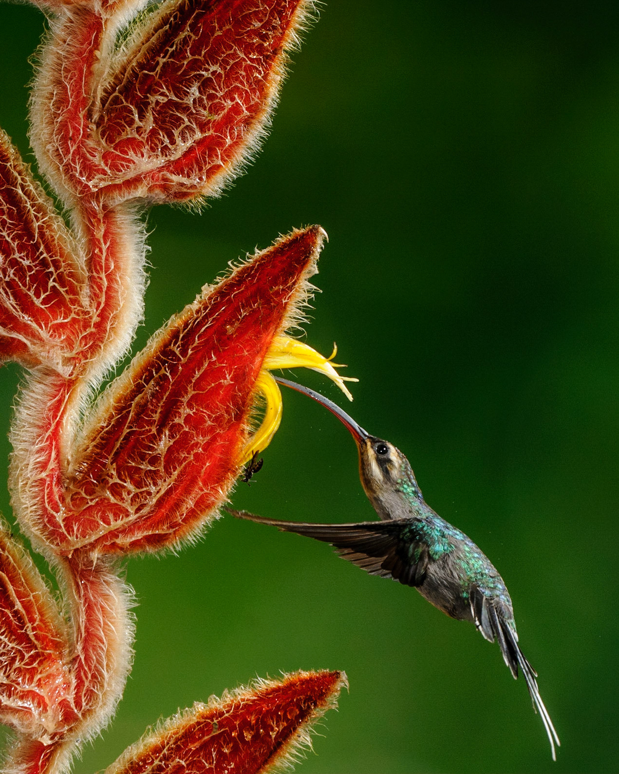 Green Hermit, Phaethornis guy pollinating Heliconia, Heliconia mutisiana