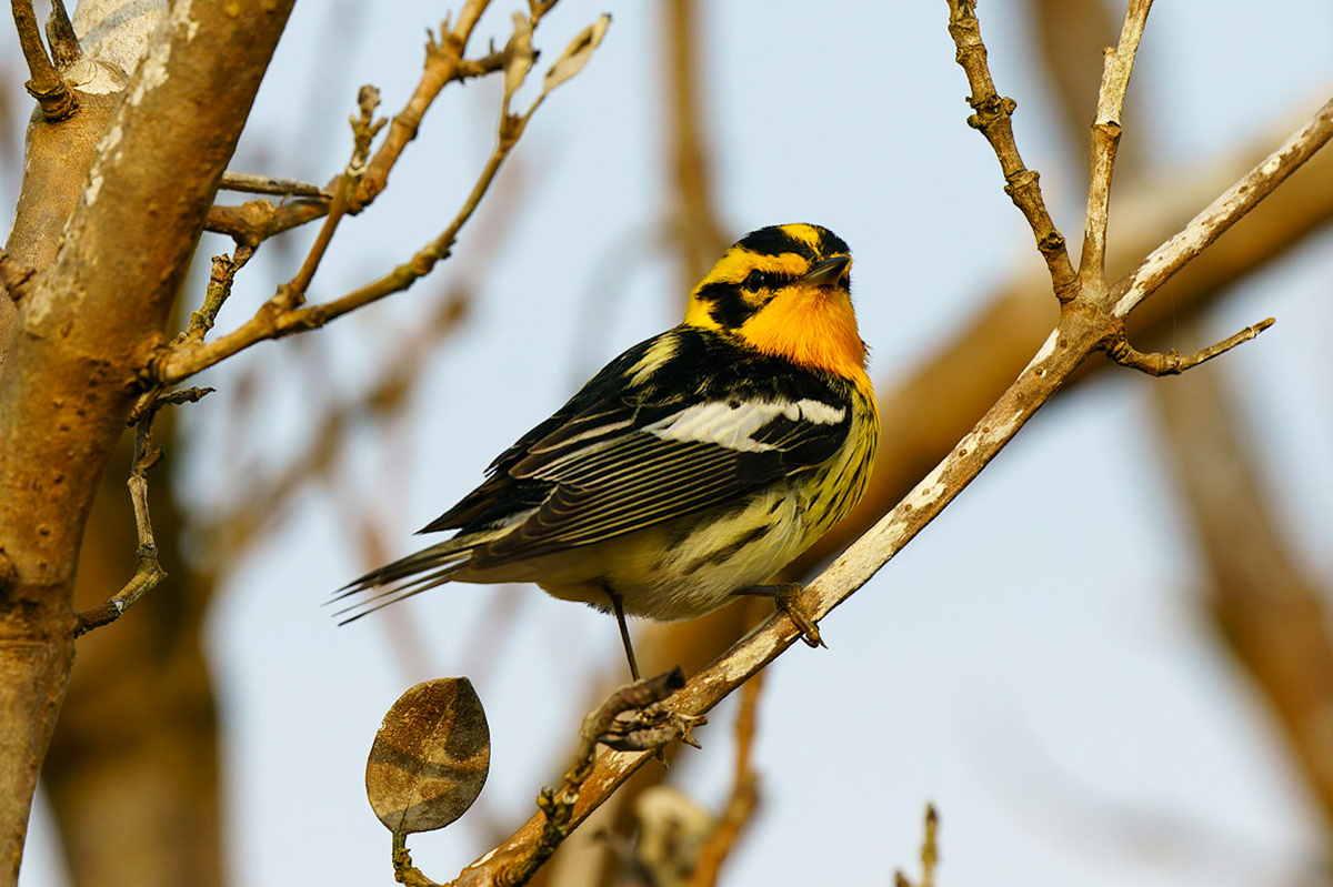 Blackburnian Warbler, Setophaga fusca