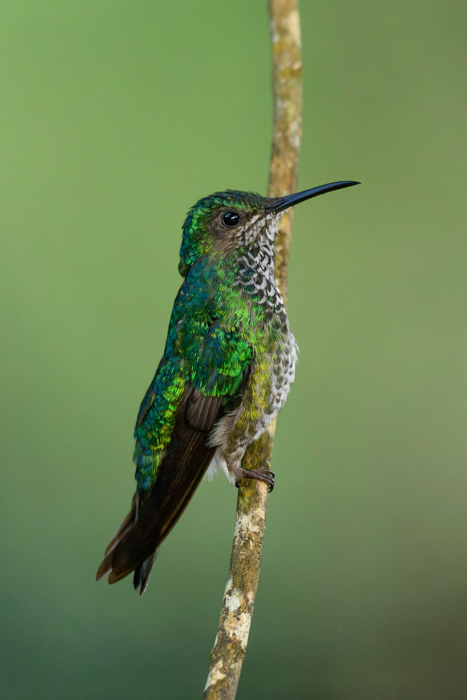 White-necked Jacobin, Florisuga mellivora