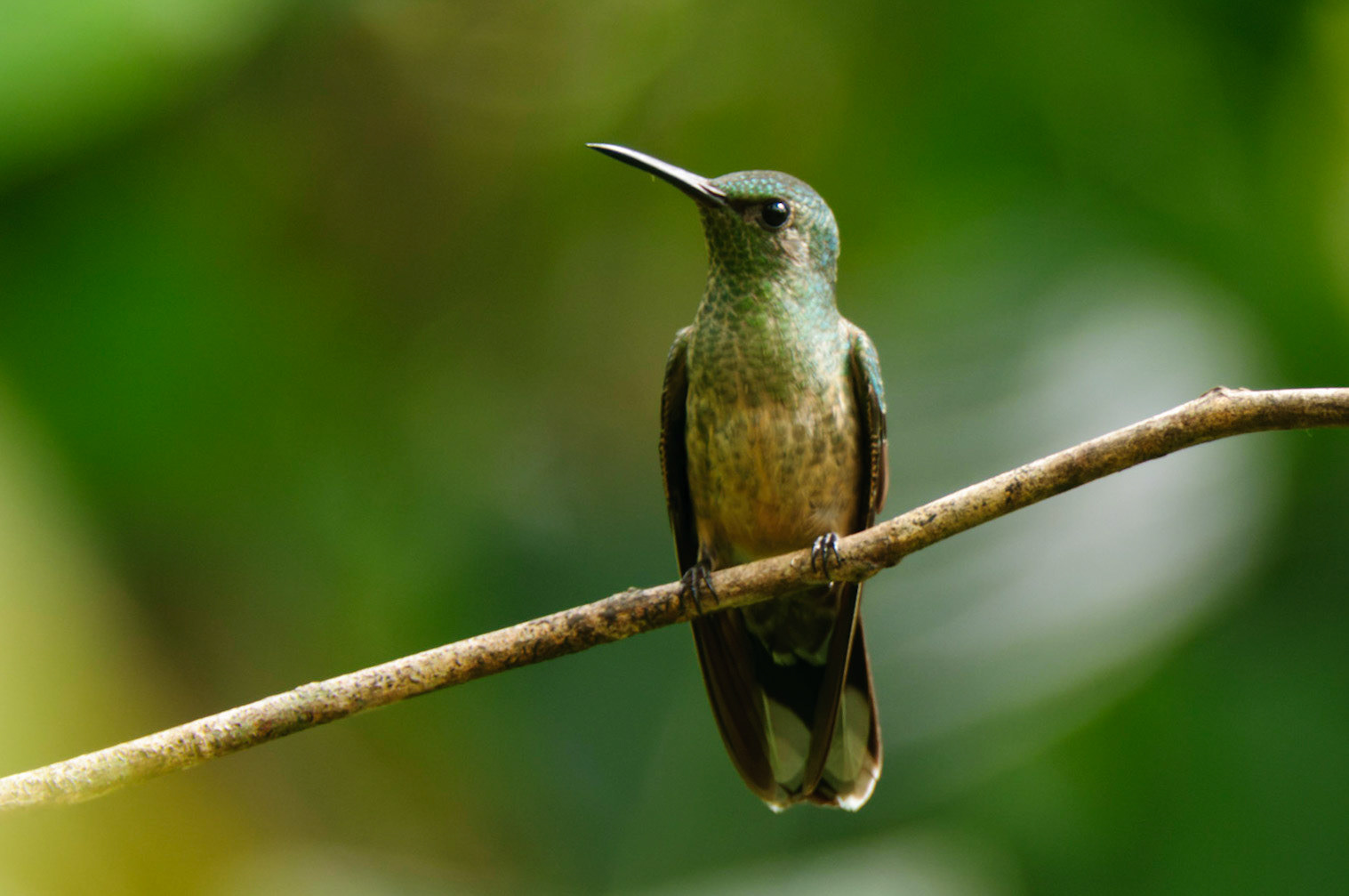 Scaly-breasted Hummingbird, Phaeochroa cuvierii