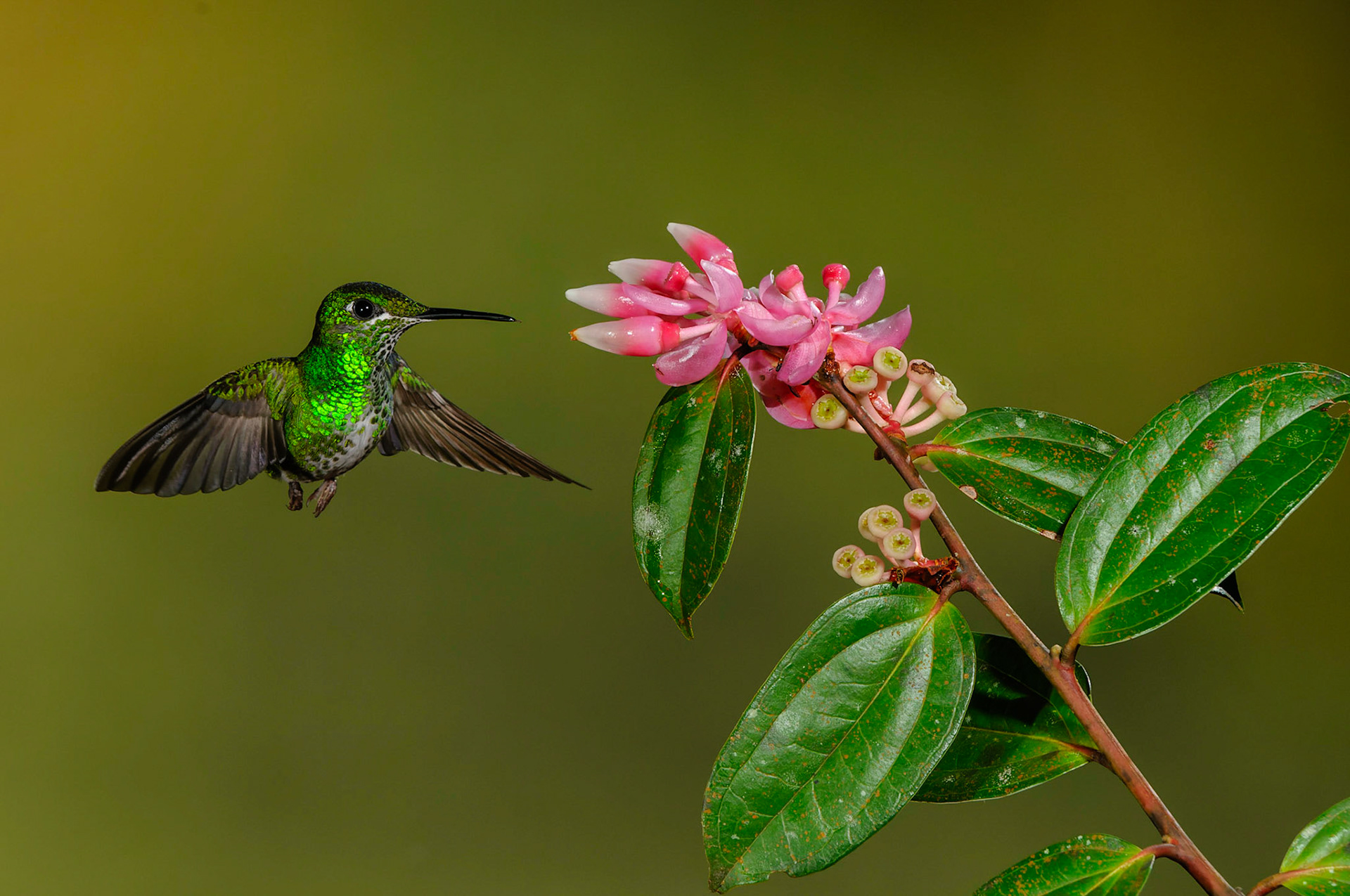 Green-crowned BrilliantHeliodoxa jacula