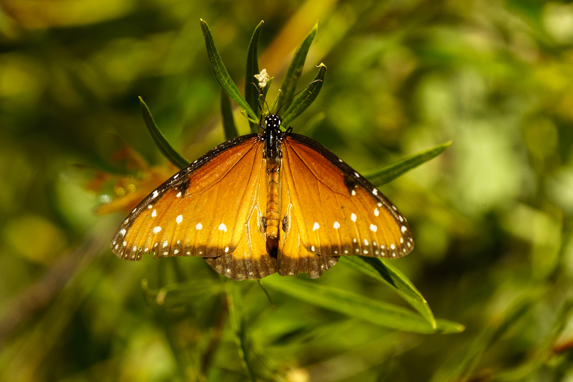 Queen Butterfly, Danaus gilippus