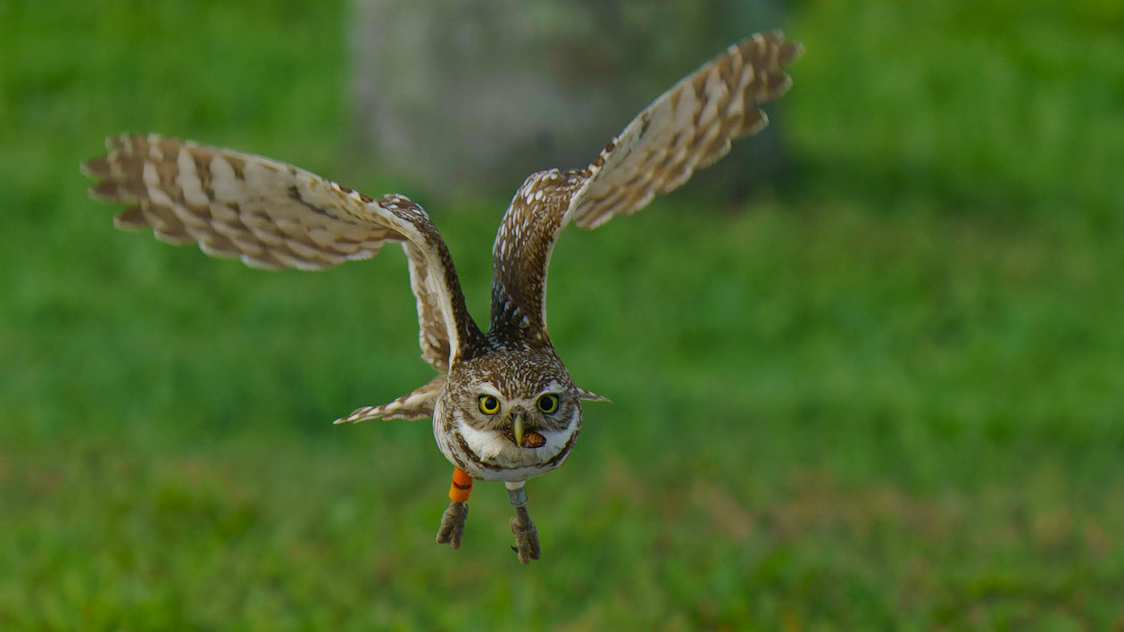 Burrowing Owl, Athene cunicularia