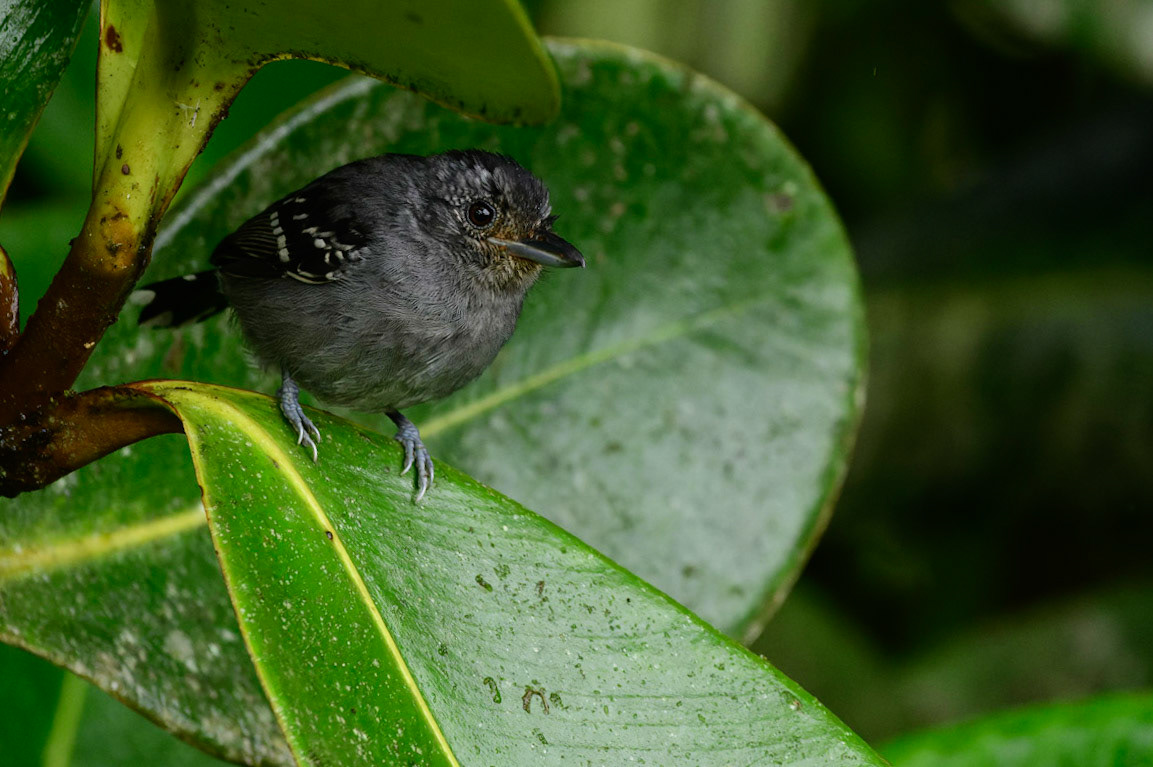 Black-crowned Antshrike, Thamnophilus atrinucha