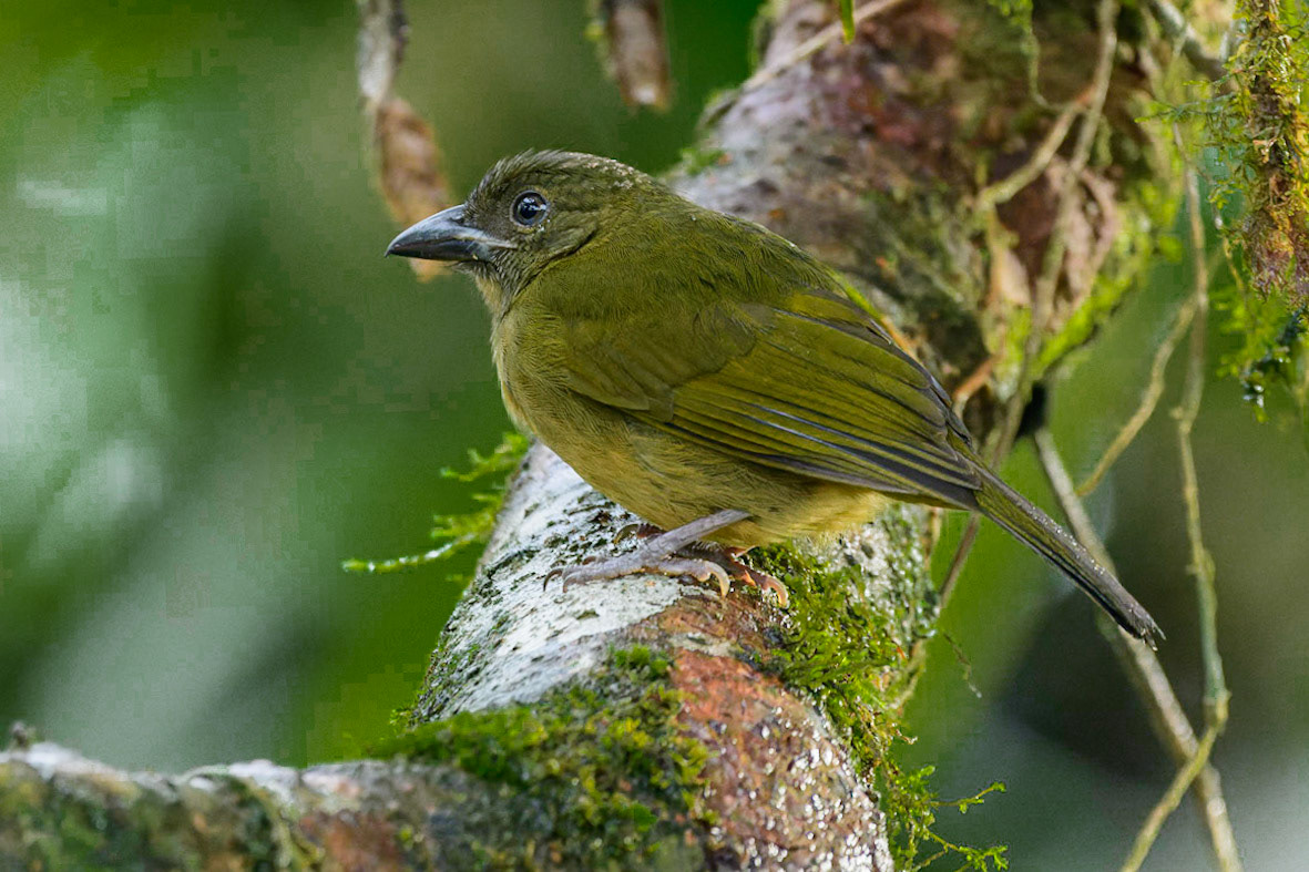 Ochre-breasted Tanager, Chlorothraupis stolzmanni
