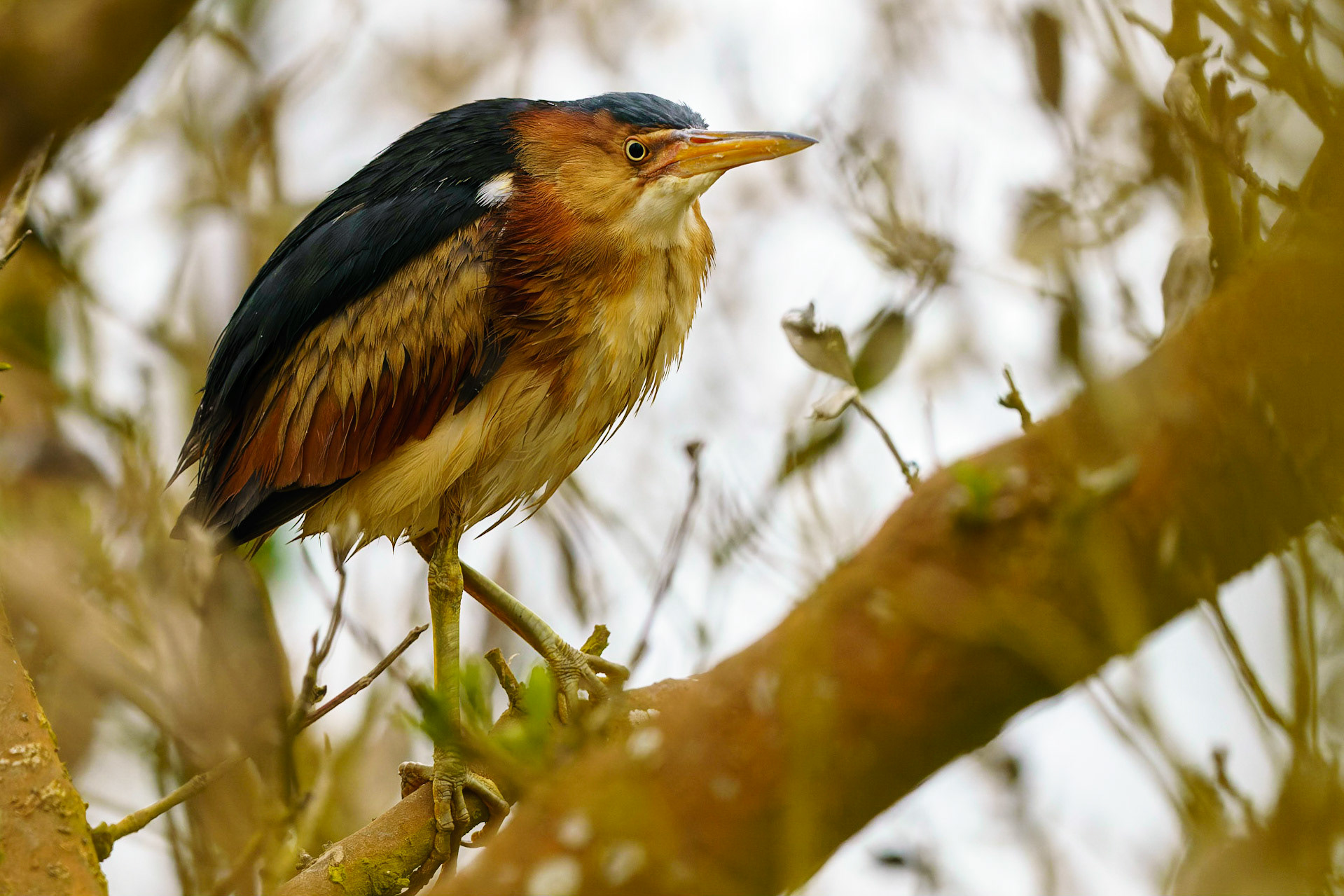 Least Bittern, Ixobrychus exilis