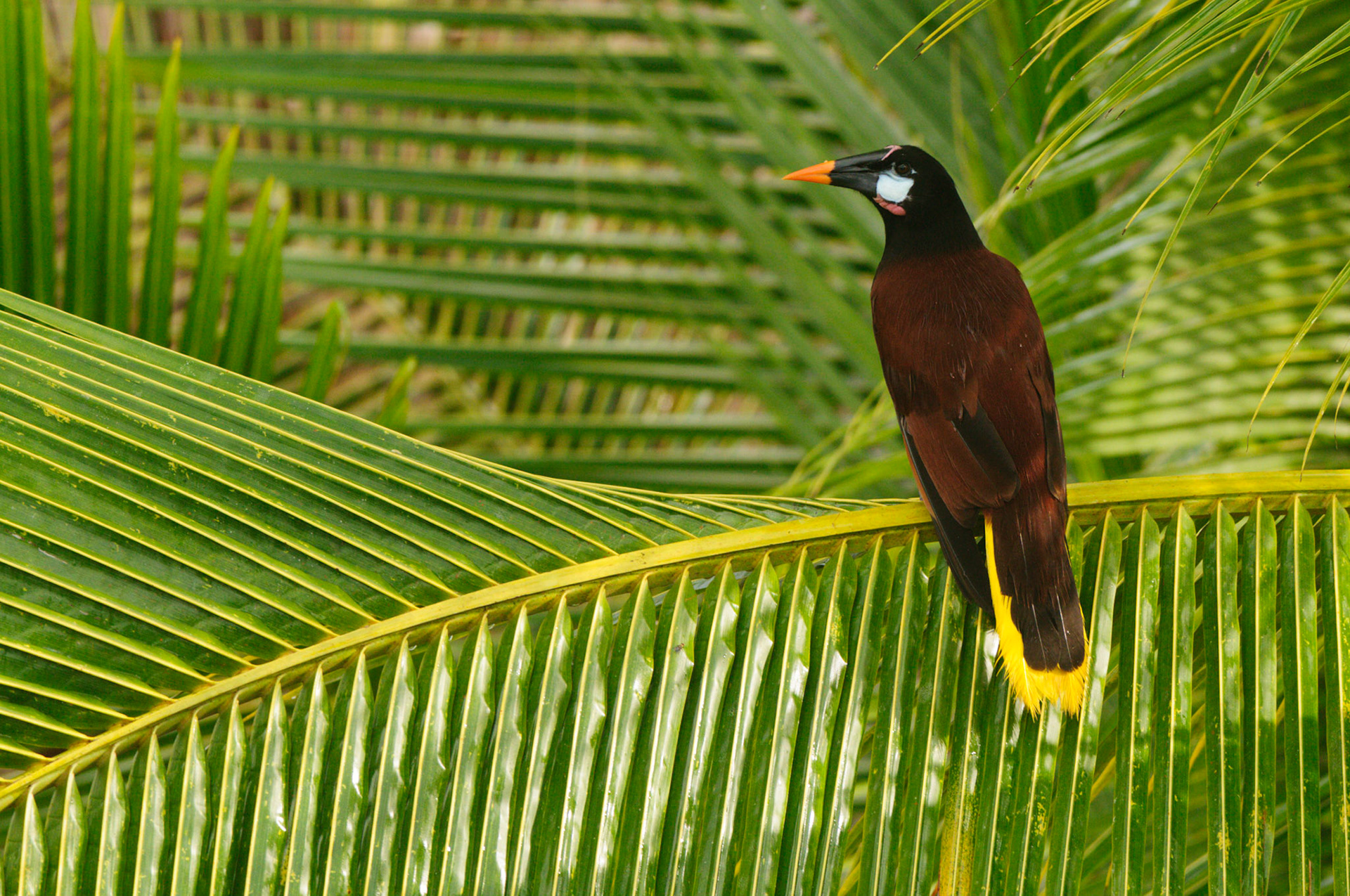 Montezuma Oropendola, Psarocolius montezuma