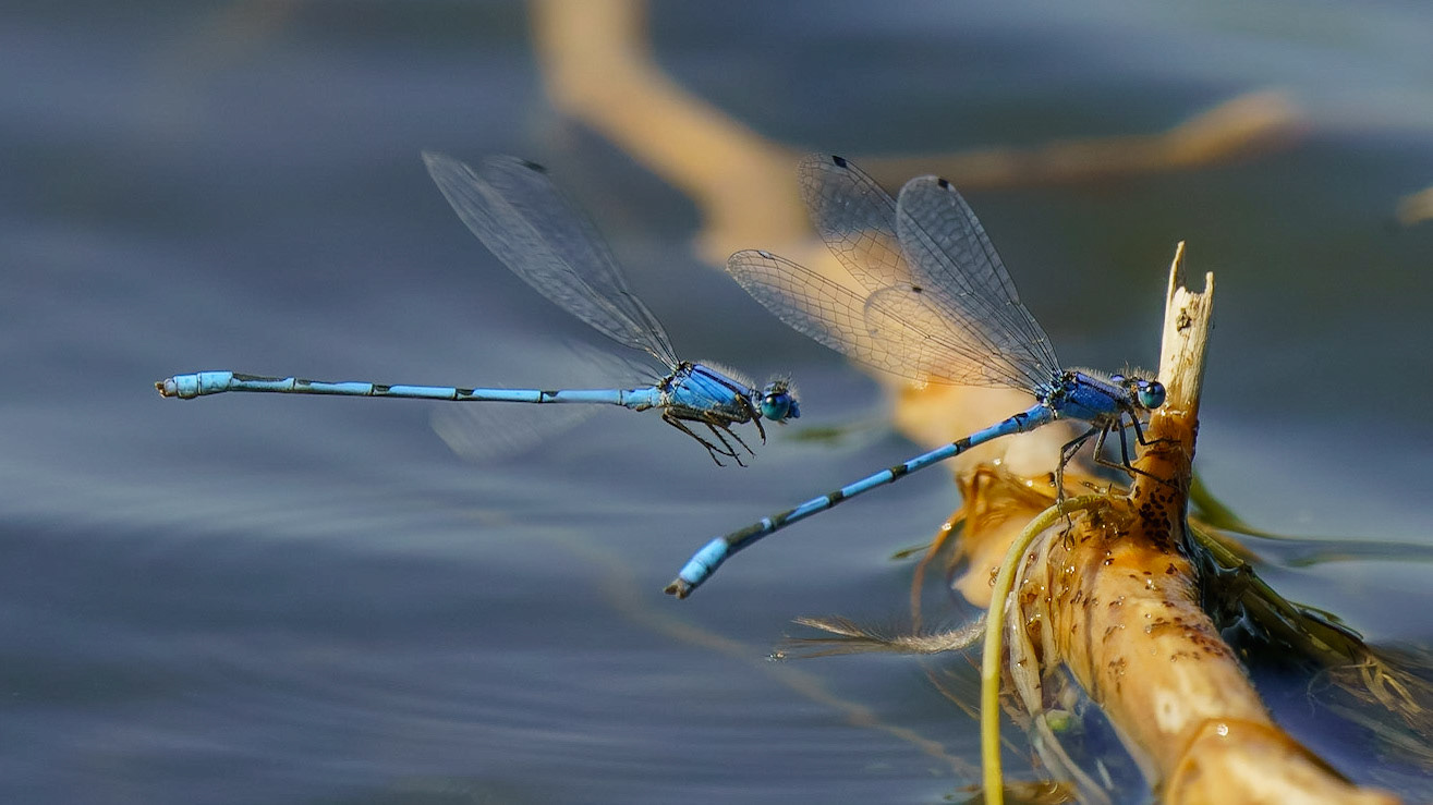 Familiar Bluet, Enallagma civile