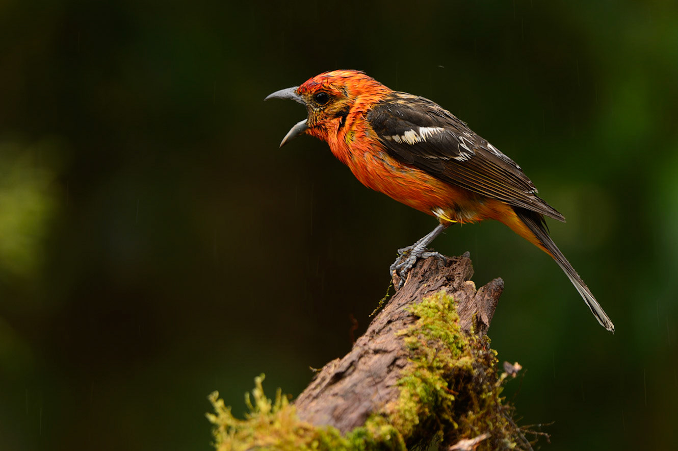 Flame-colored TanagerPiranga bidentata