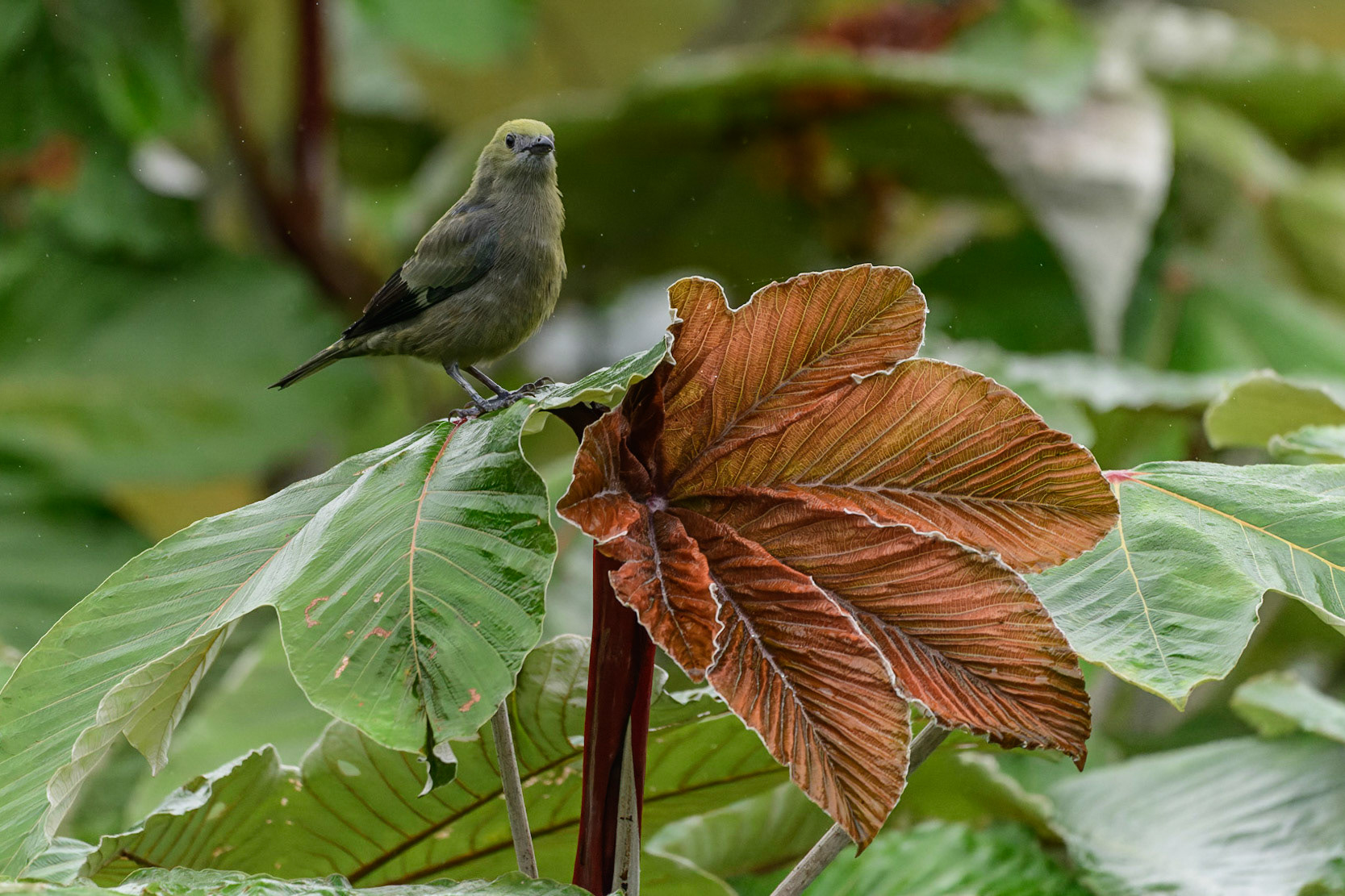 Palm Tanager, Thraupis palmarum