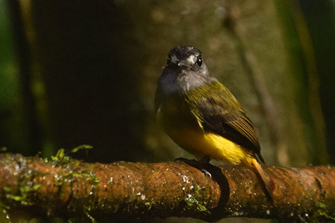 Ornate Flycatcher, Myiotriccus ornatus