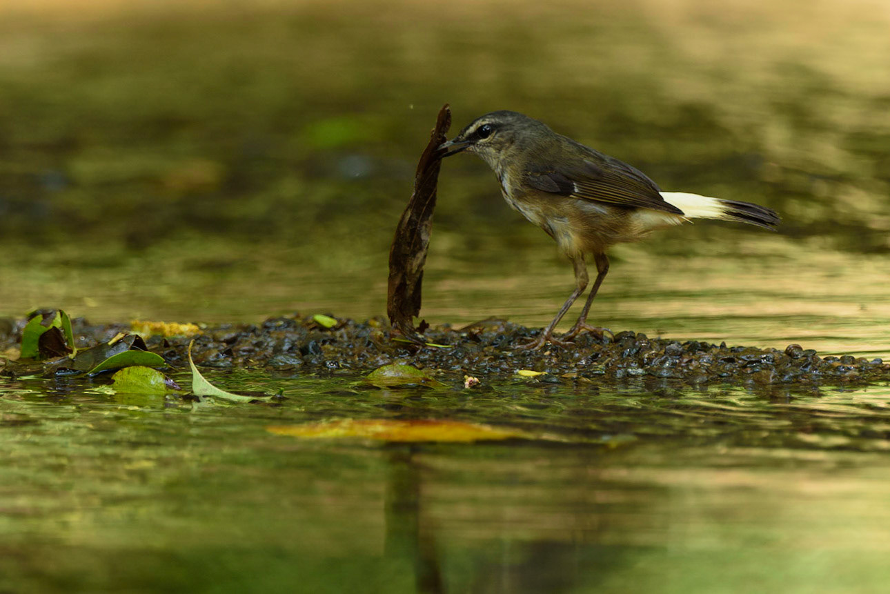 Buff-rumped Warbler, Myiothlypis fulvicauda