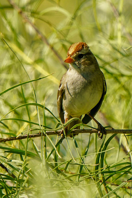 Green-tailed Towhee, Pipilo chlorurus