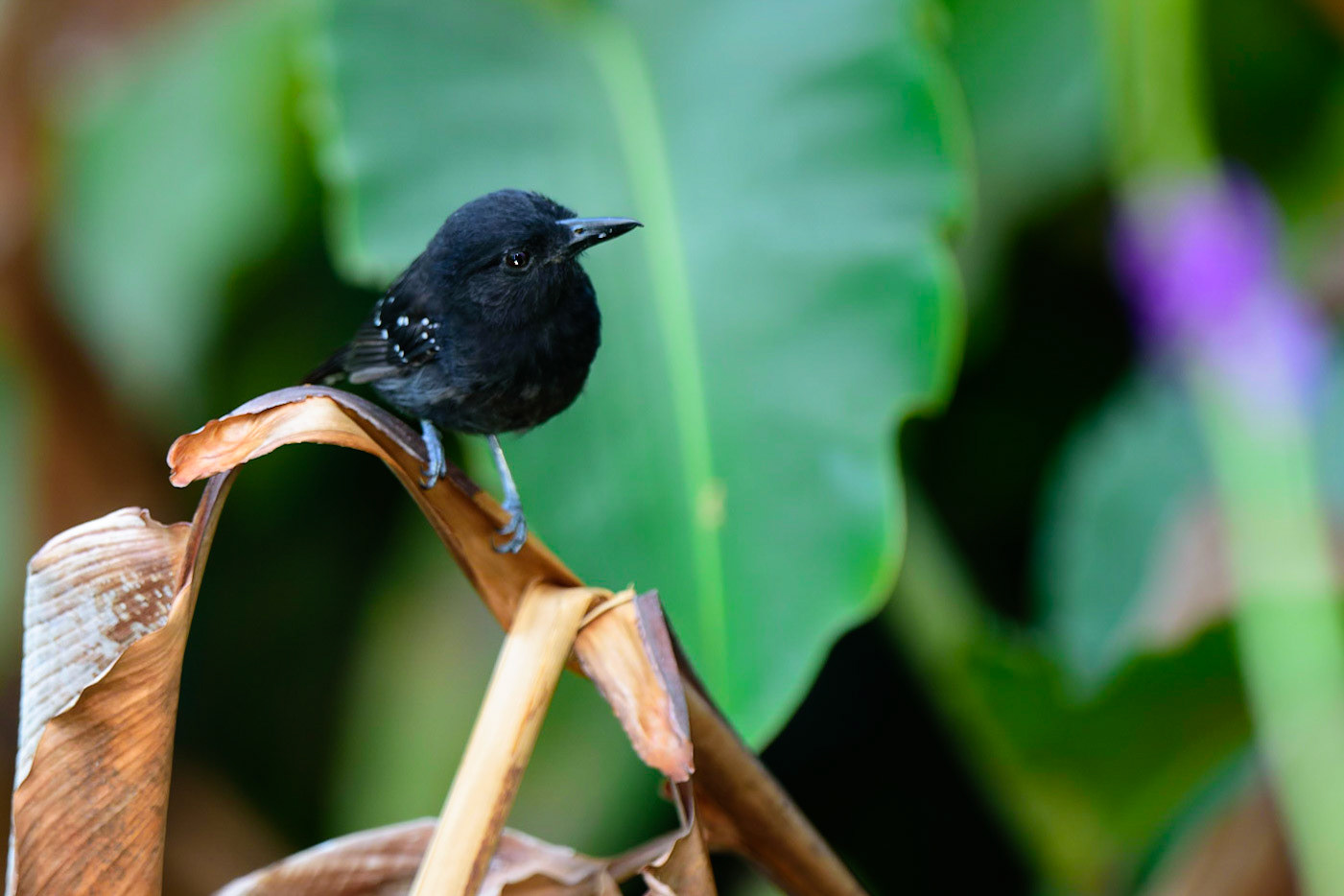 Black-hooded Antshrike, Thamnophilus bridgesi