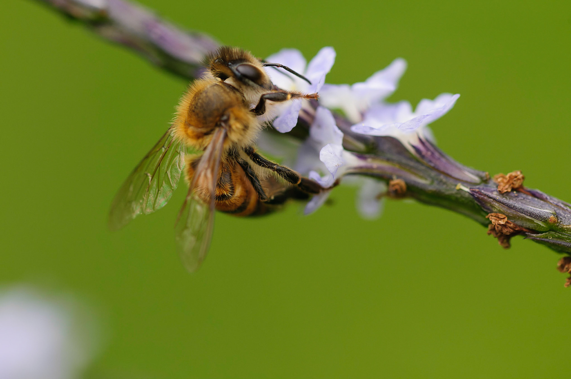 Hony Bee and Azul Verbena