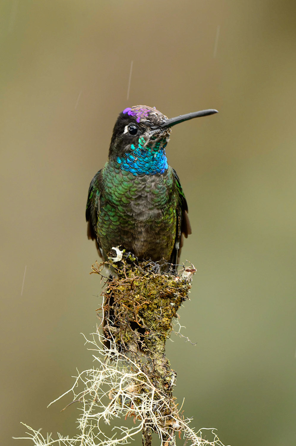 Rivoli's Hummingbird, Eugenes fulgens Formerly "Magnificent".