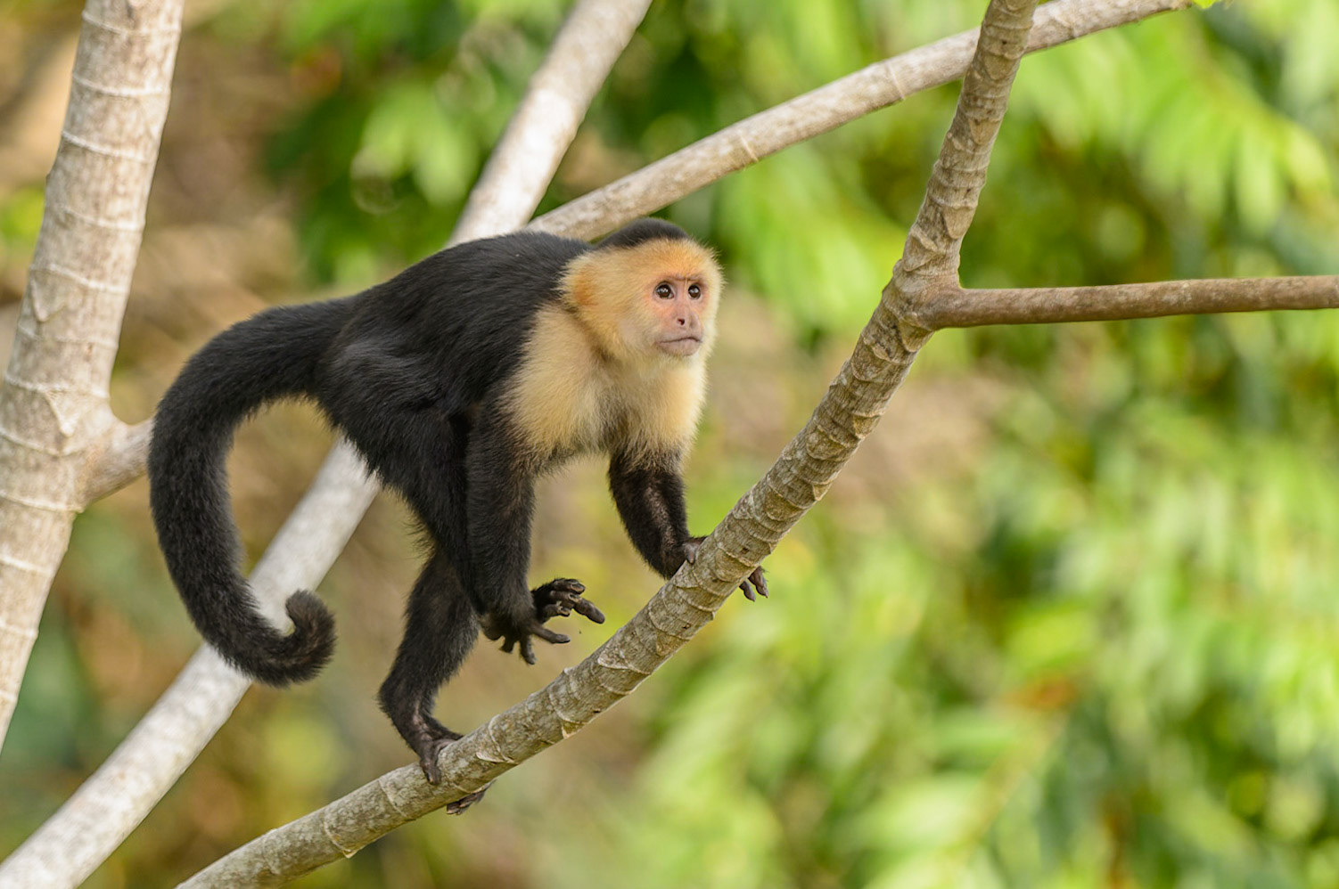 Panamanian white-faced capuchin, Cebus imitator