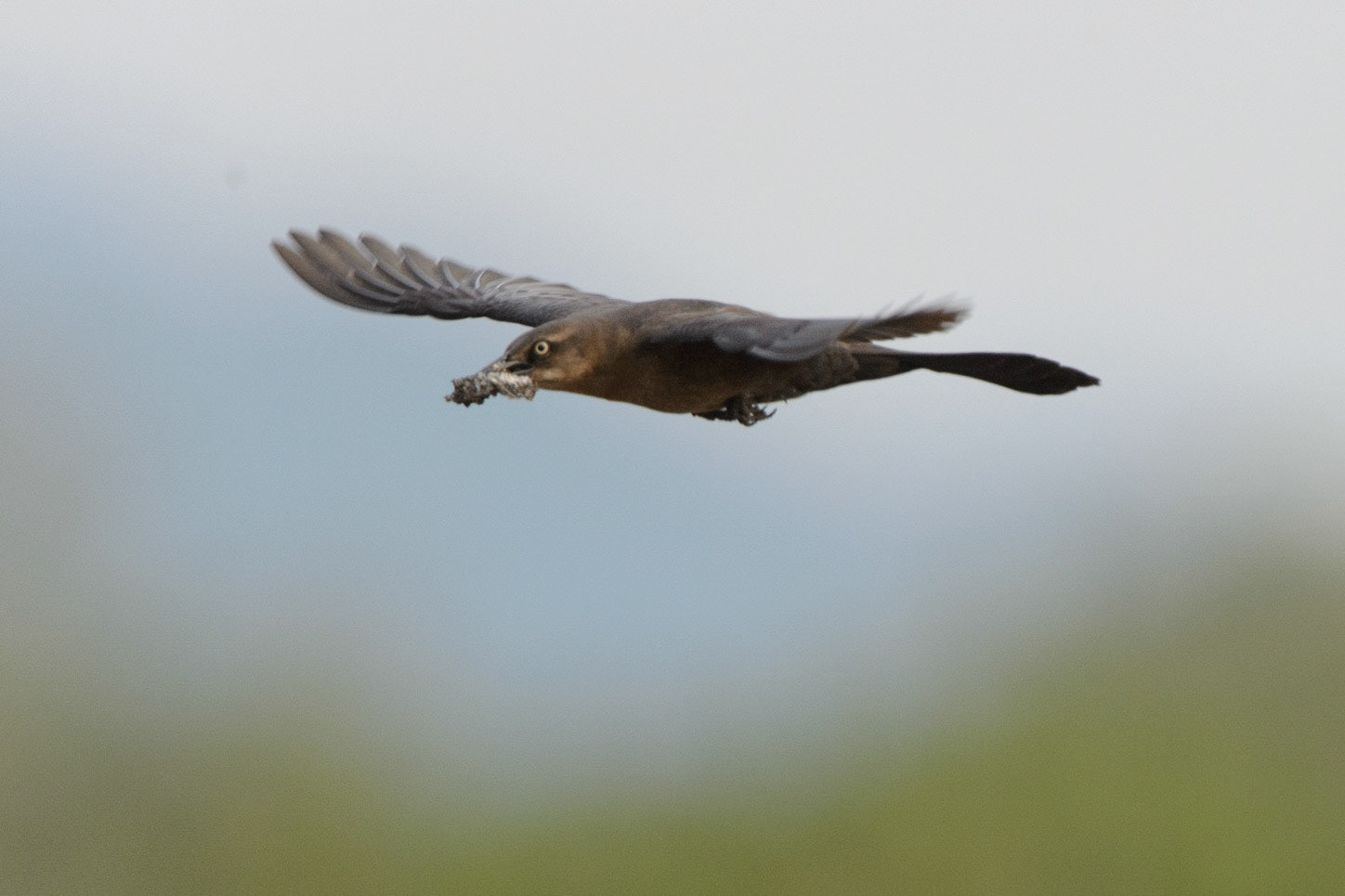 Great-tailed Grackle, Quiscalus mexicanus