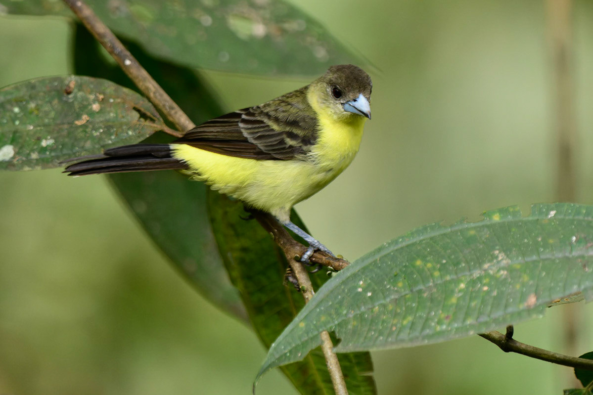 Flame-rumped Tanager, Ramphocelus flammigerus