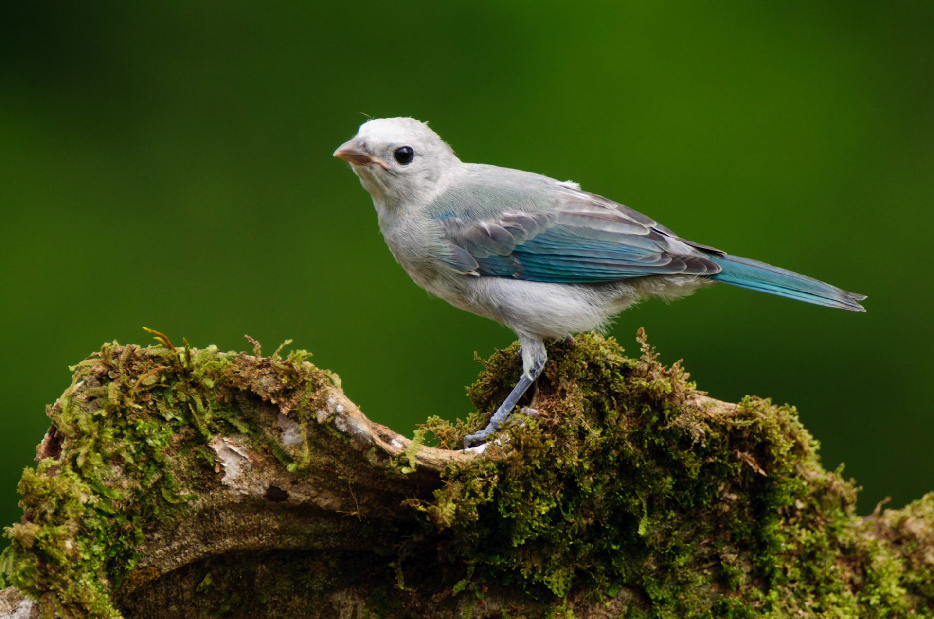 Blue-grey Tanager, Thraupis episcopus
