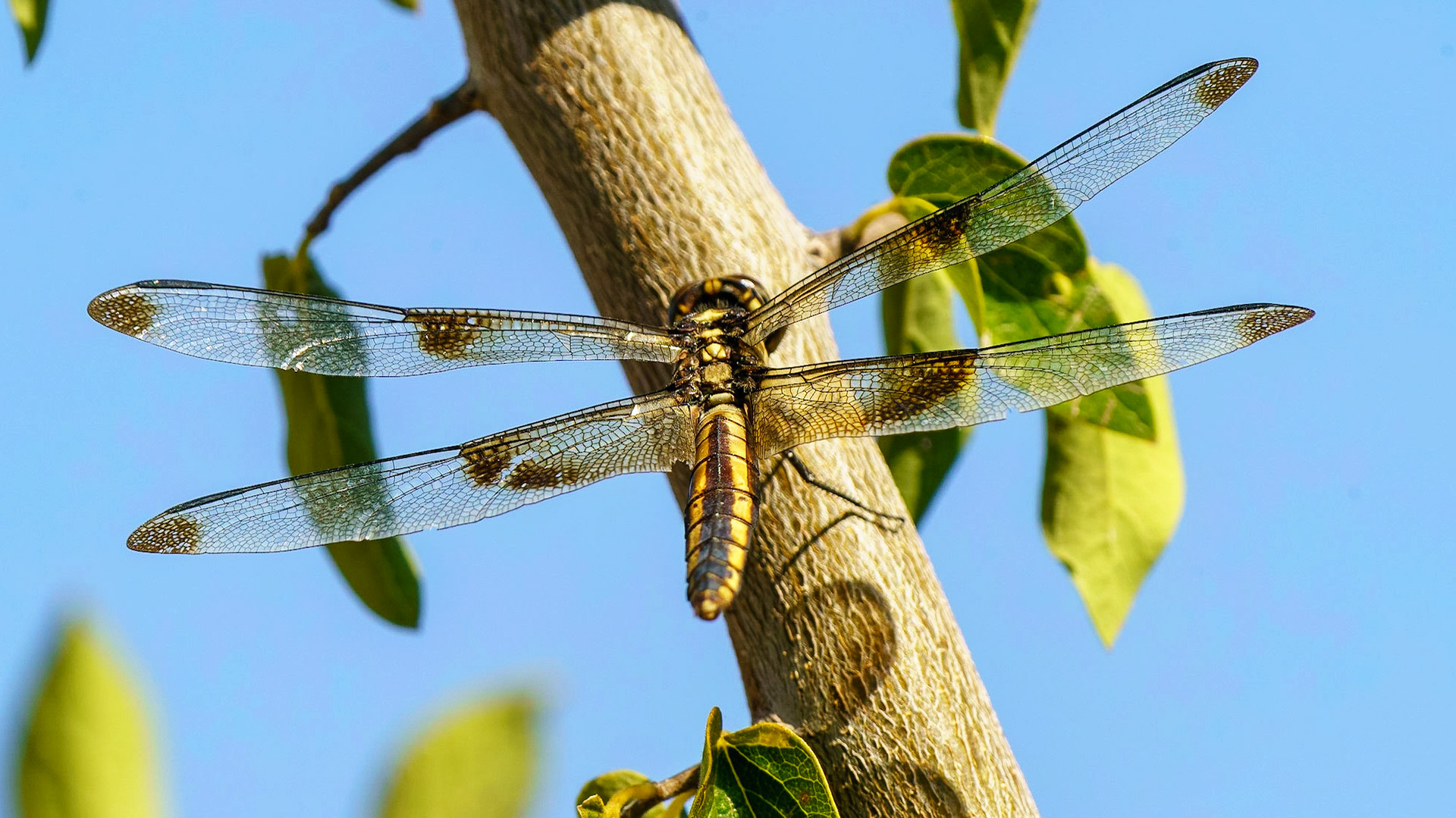 Widow Skimmer (Female), Libellula luctuosa