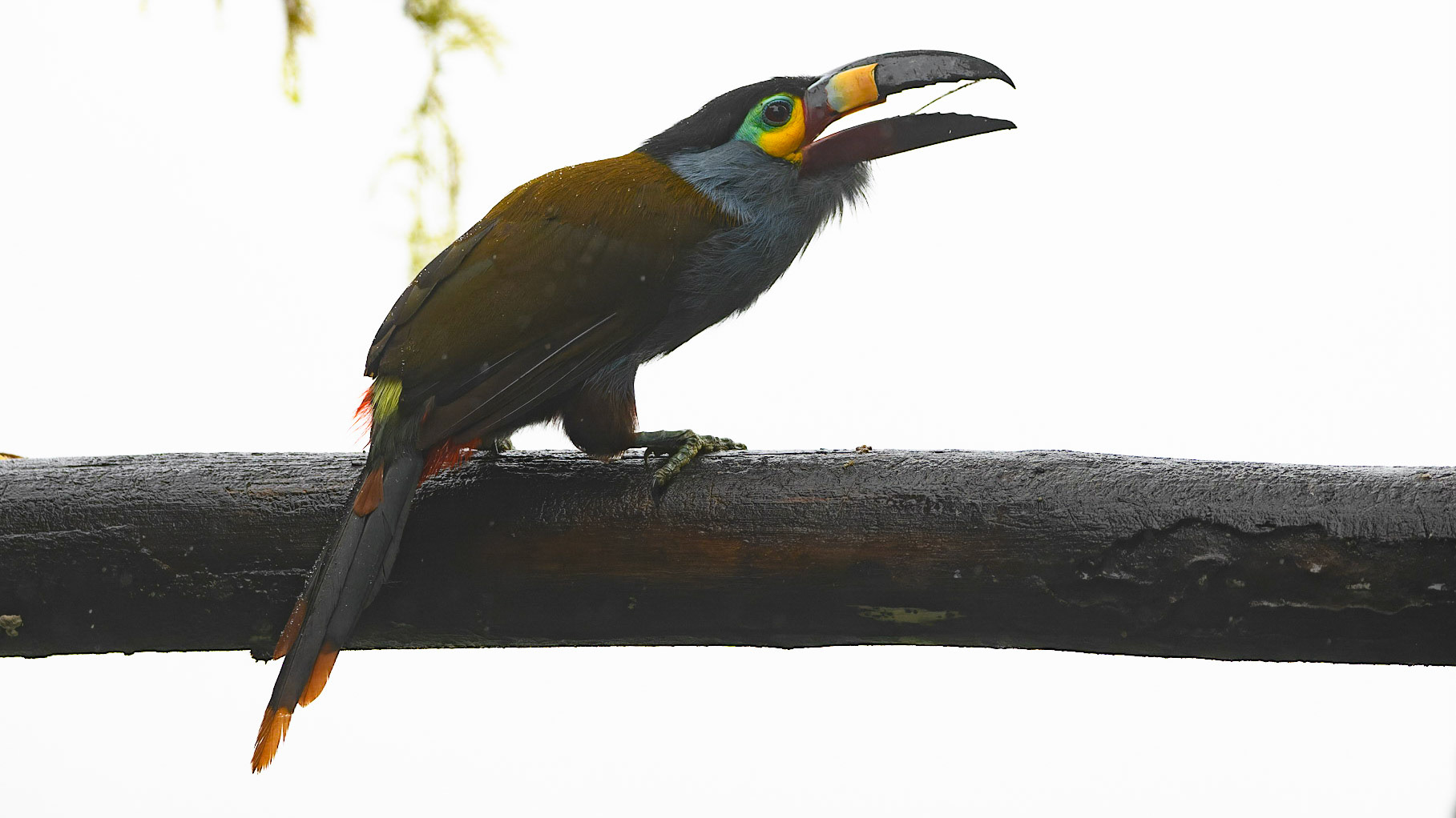Plate-billed Mountain-Toucan, Andigena laminirostris