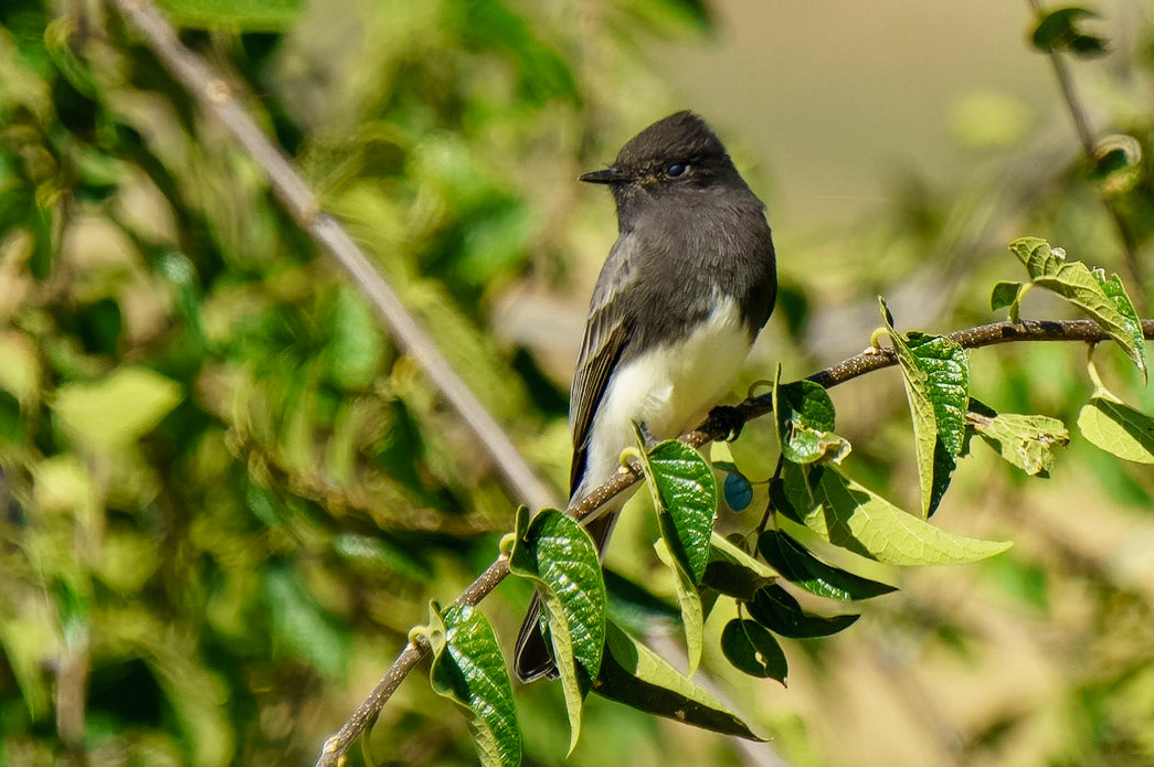 Black Phoebe, Sayornis nigricans