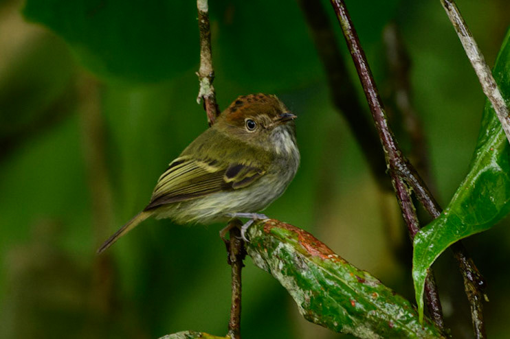 Scale-crested Pygmy-TyrantLophotriccus pileatus