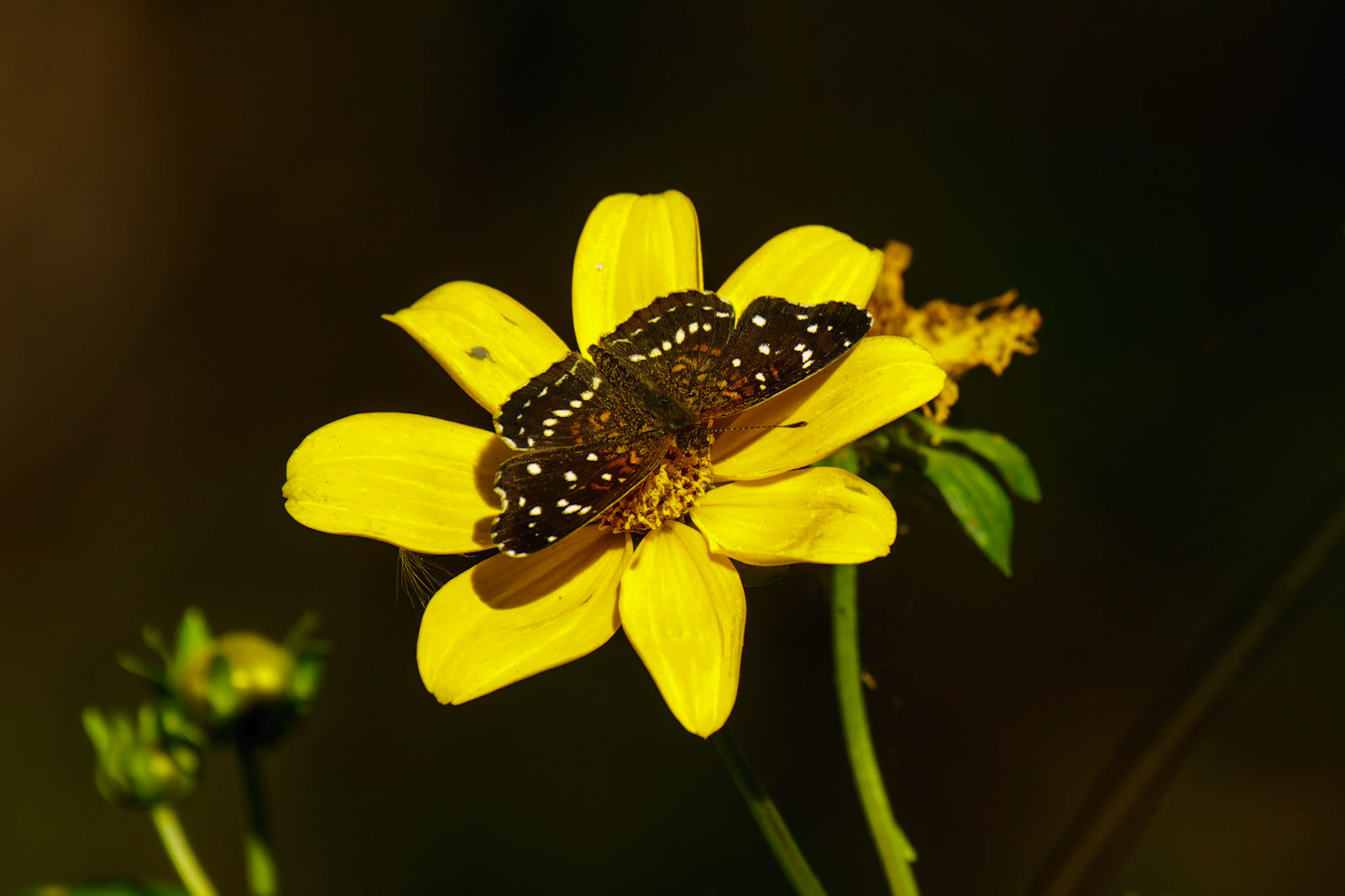 Texan Crescent , Anthanassa texana