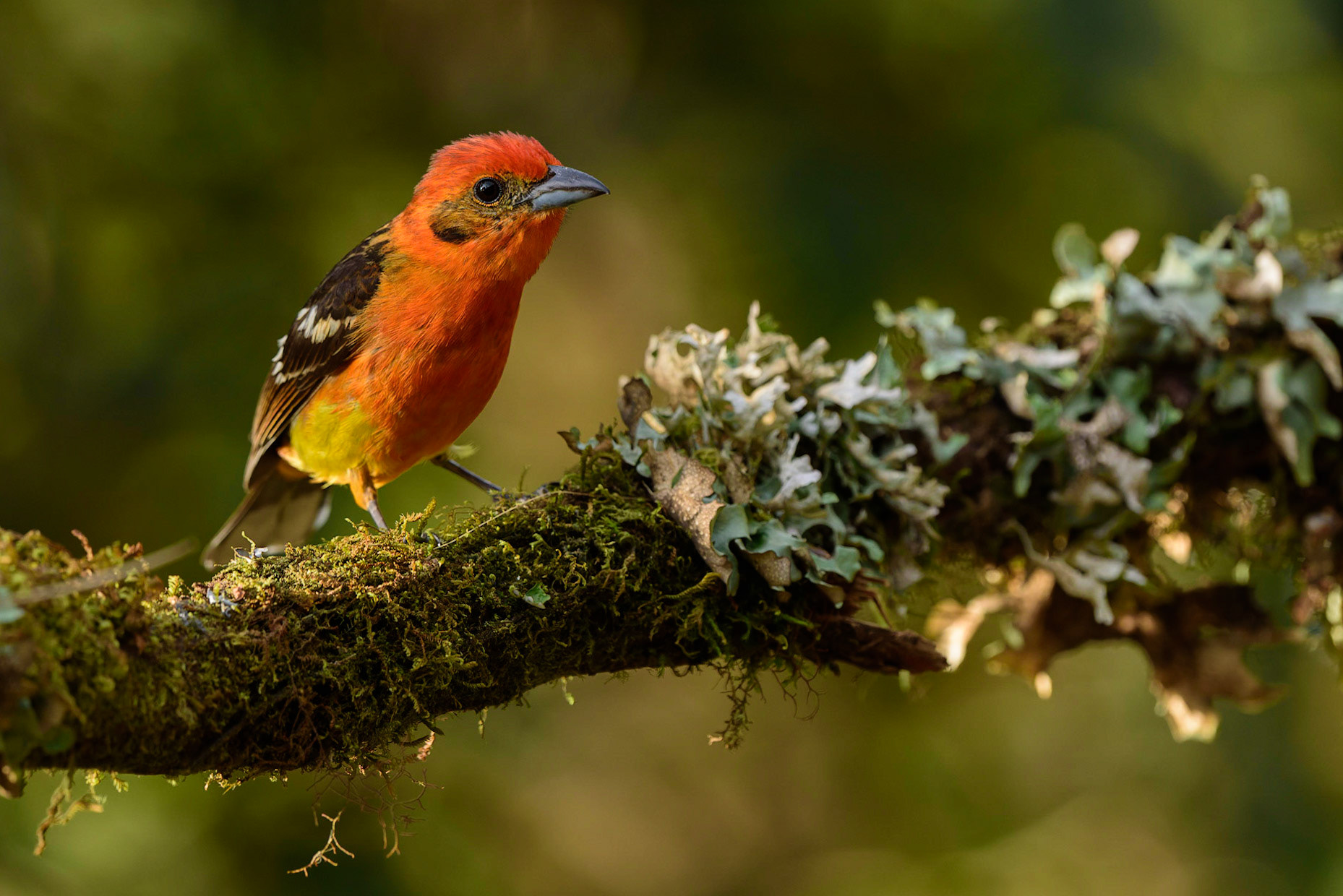 Flame-colored TanagerPiranga bidentata