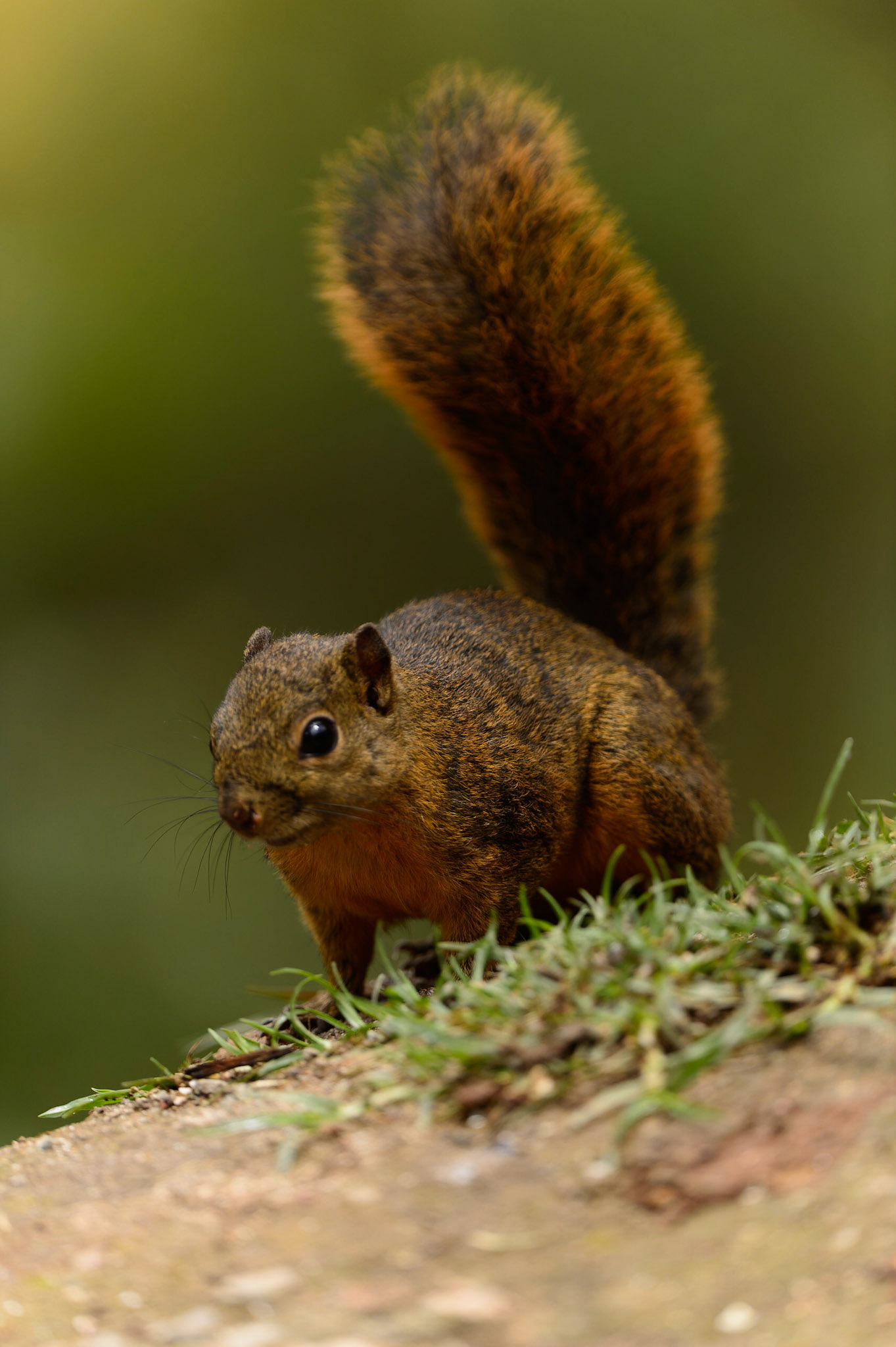 Red tailed Squirrel, Sciurus granatensis