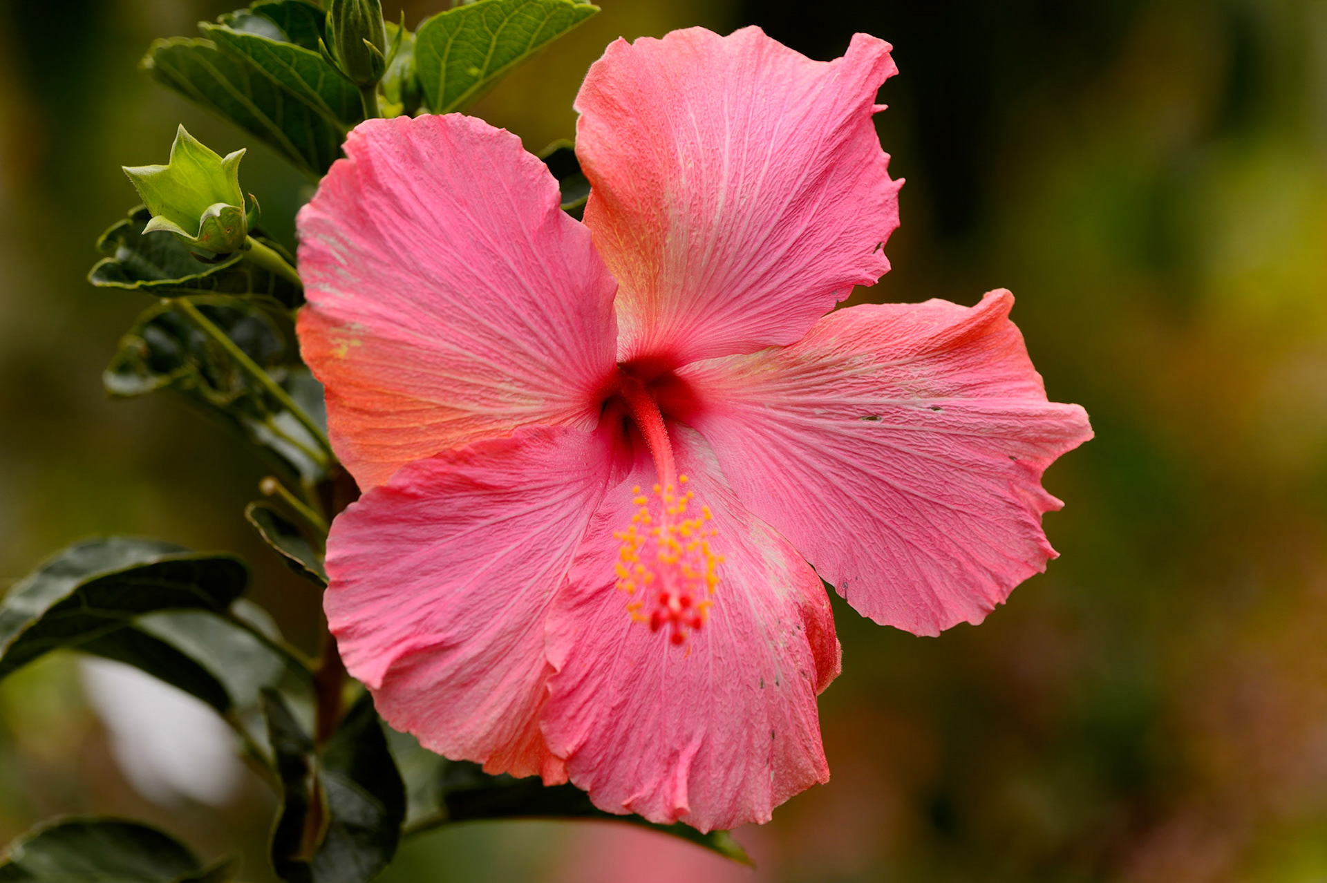 Chinese Hibiscus, Rosa-sinensis