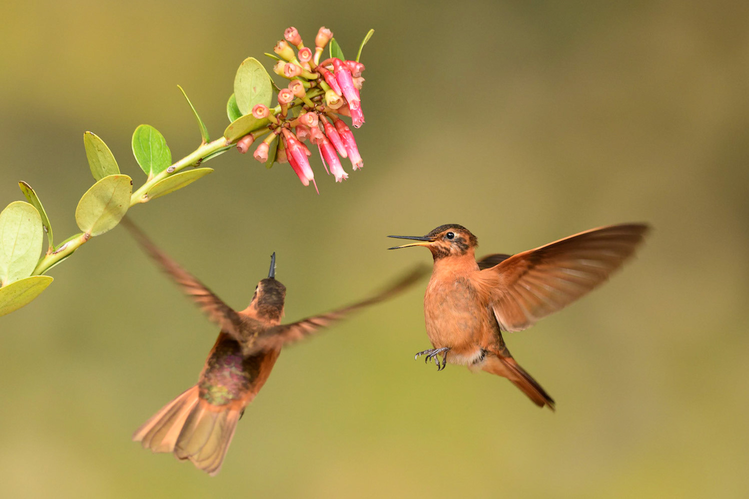 Shining Sunbeam, Aglaeactis cupripennis