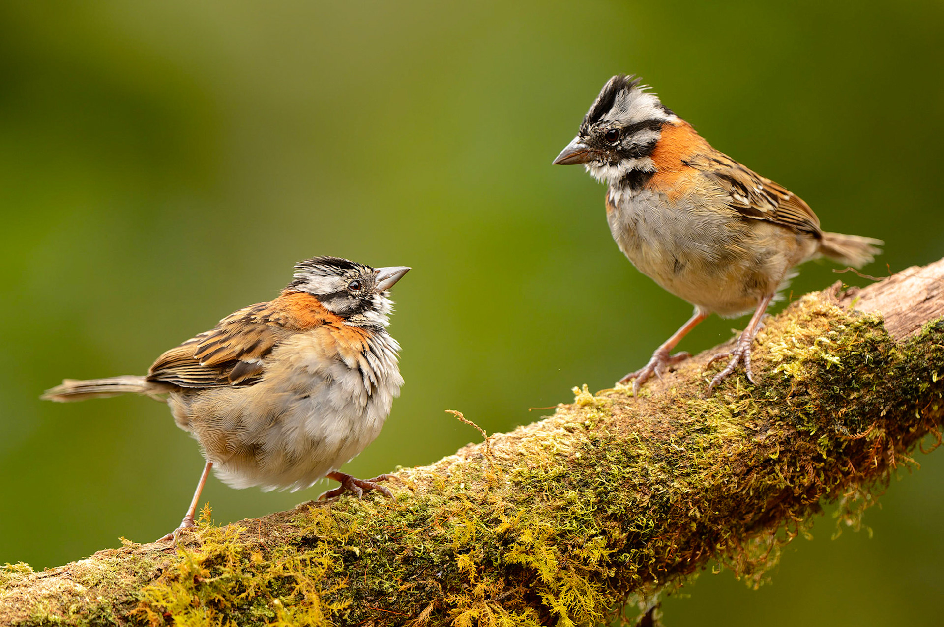 Rufous-collared Sparrow, Zonotrichia capensis