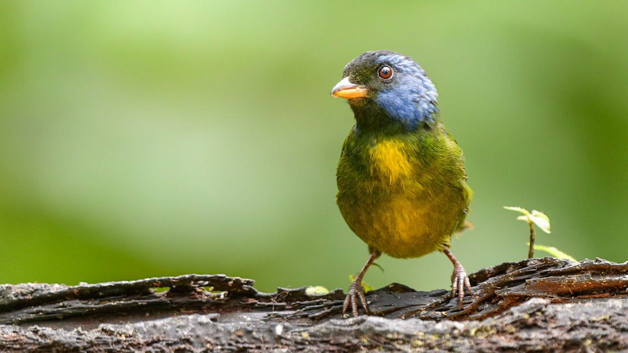 Moss-backed Tanager Bangsia edwardsi