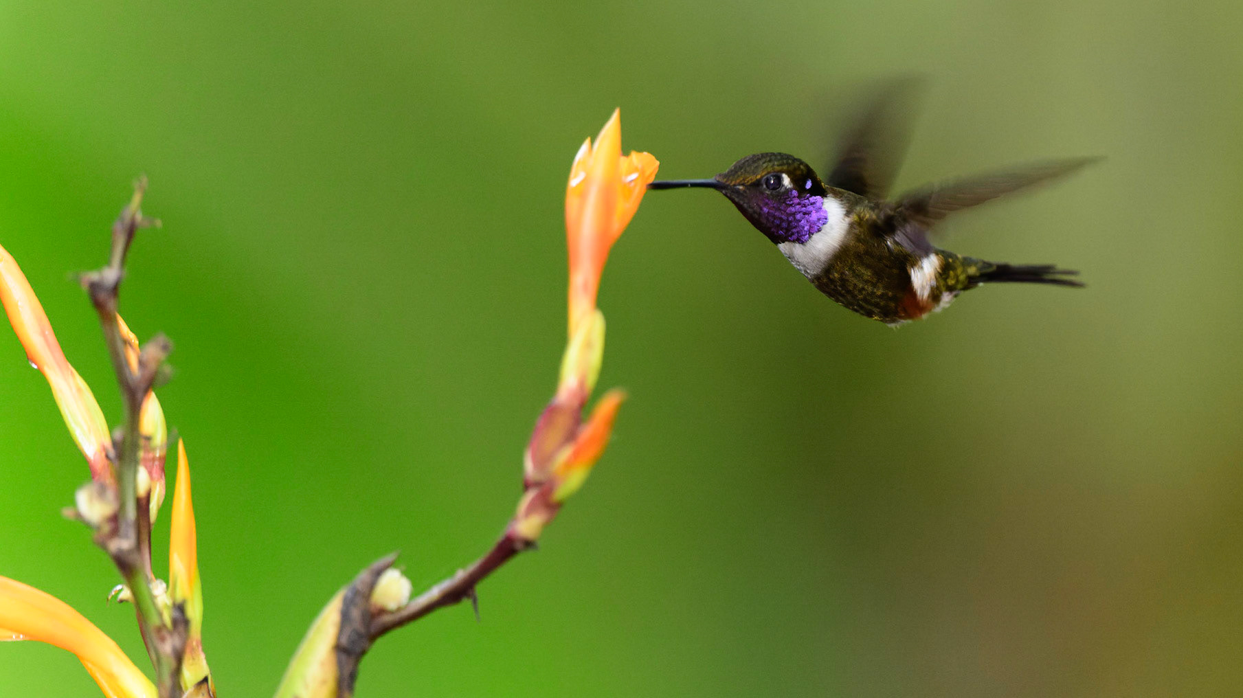 Purple-throated Woodstar, Calliphlox mitchellii